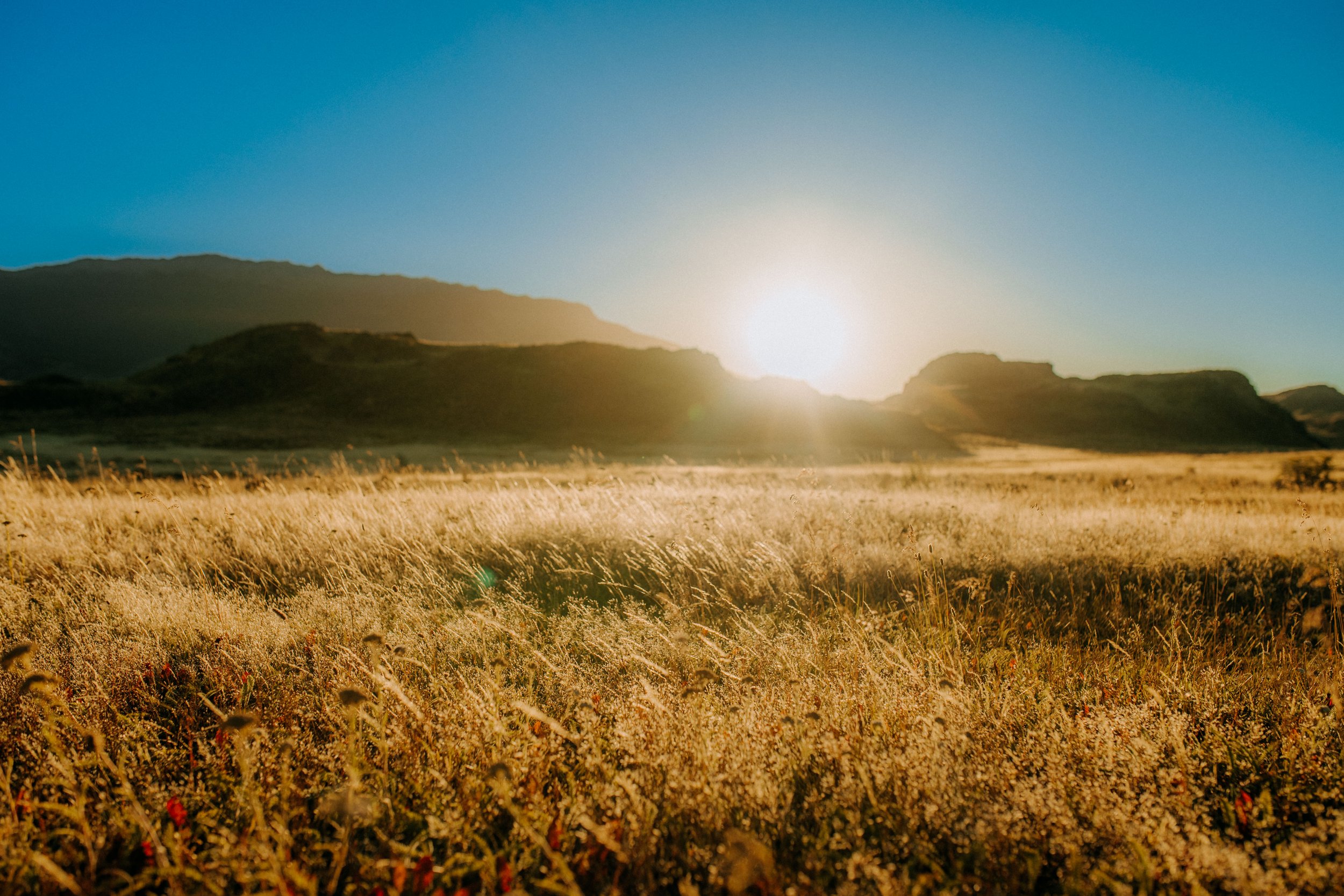 A landscape with tall grasses in the foreground, hills in the background, and the sun setting or rising on the horizon under a clear blue sky.