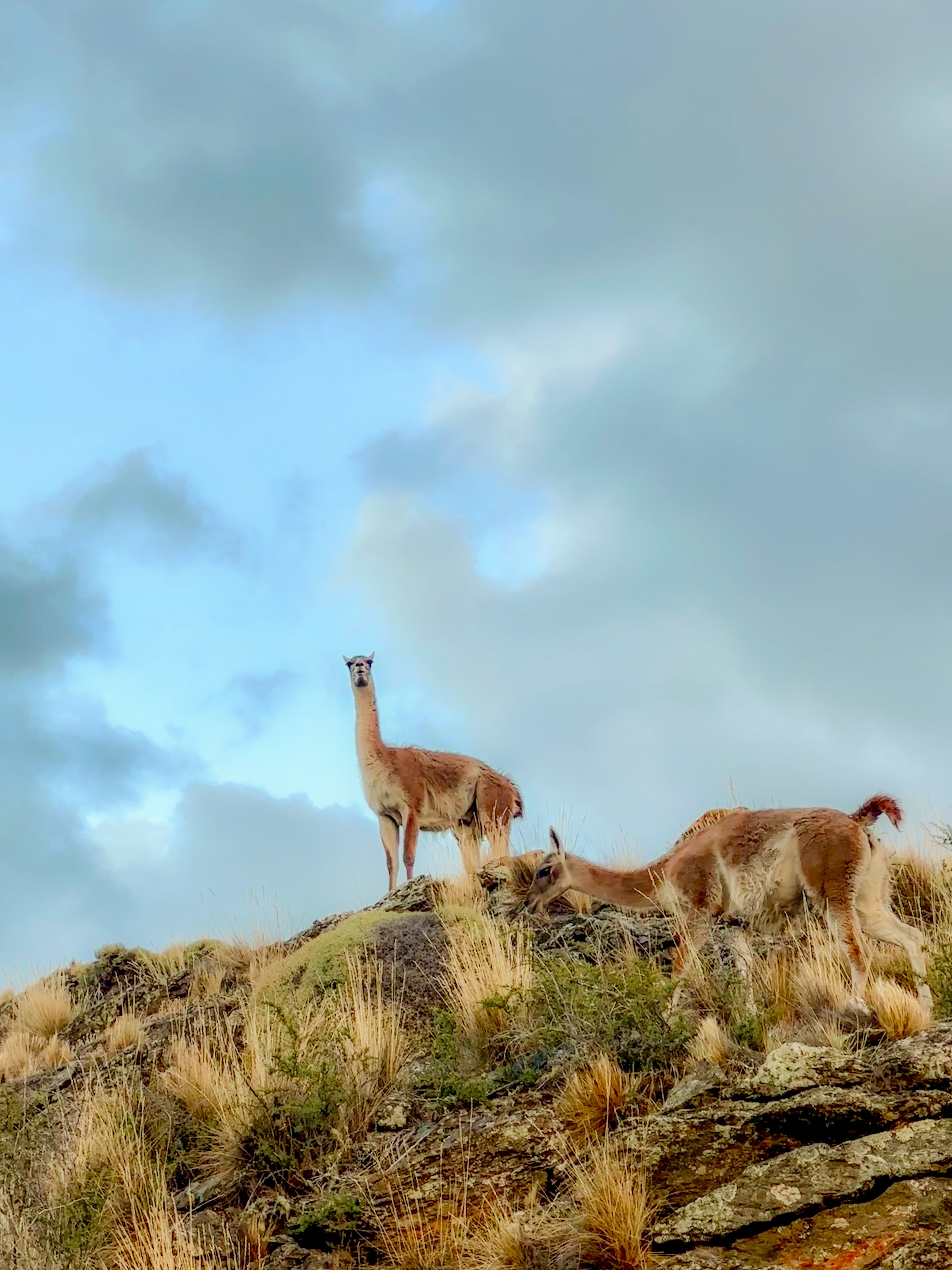 Llamas standing on a grassy hillside with cloudy sky in the background.