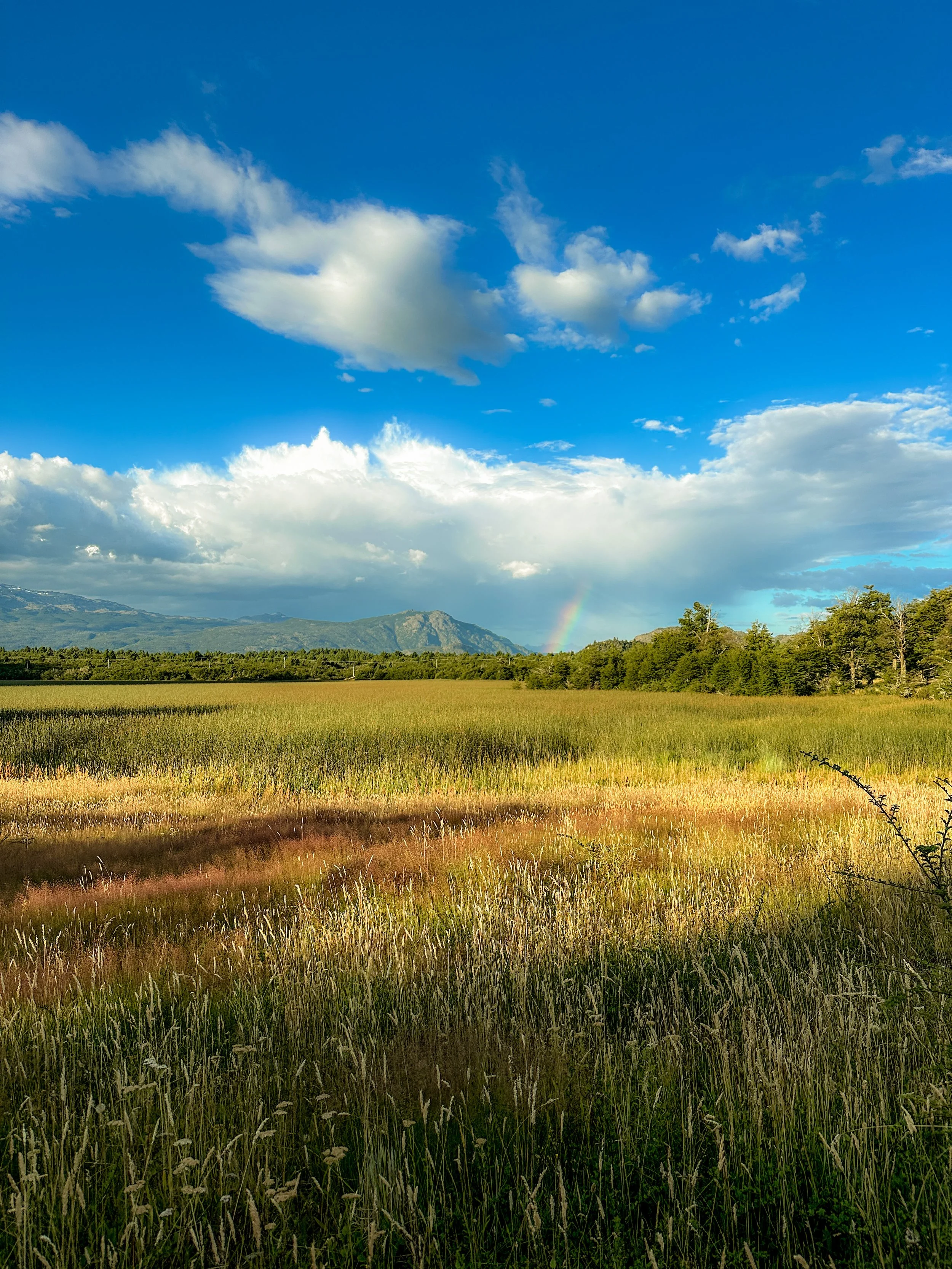 Scenic landscape with tall grass, green trees, distant mountains, blue sky with scattered clouds and a rainbow.