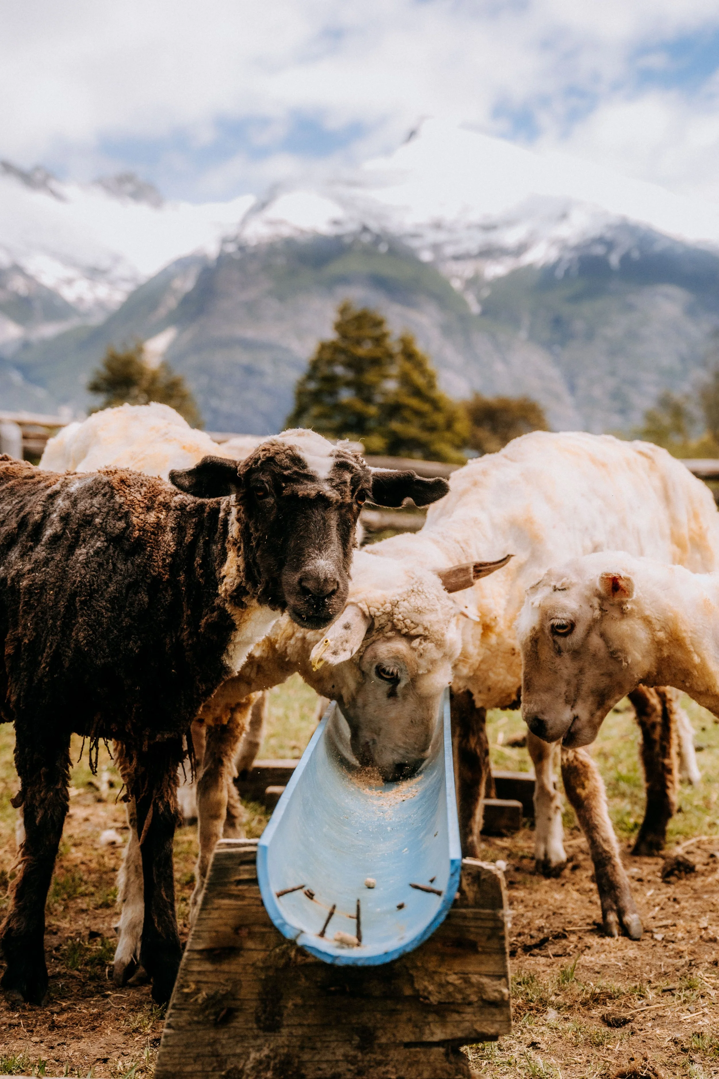 Group of sheep and a goat eating from a long blue feeding trough outdoors with mountains and trees in the background.