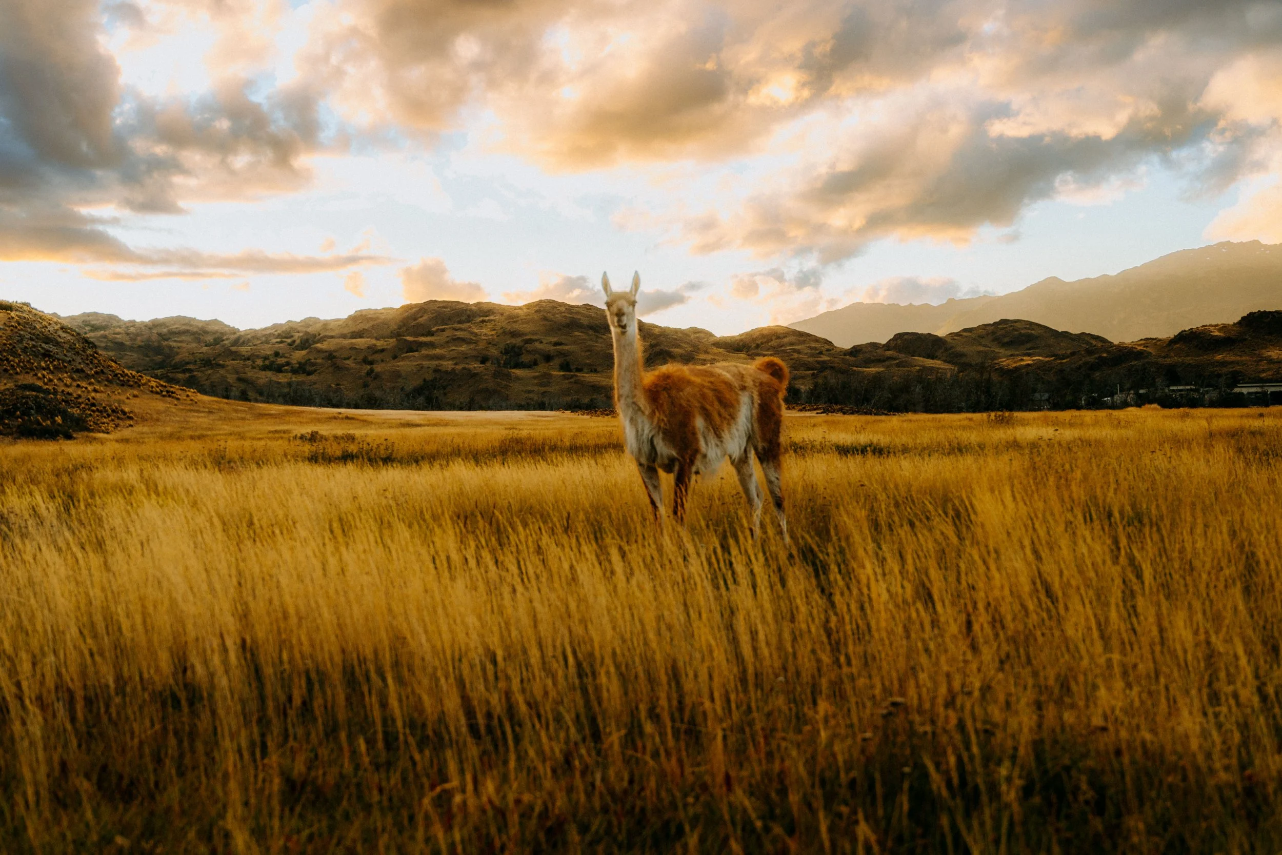 Llama standing in tall golden grass in a mountainous landscape under a cloudy sky at sunset.