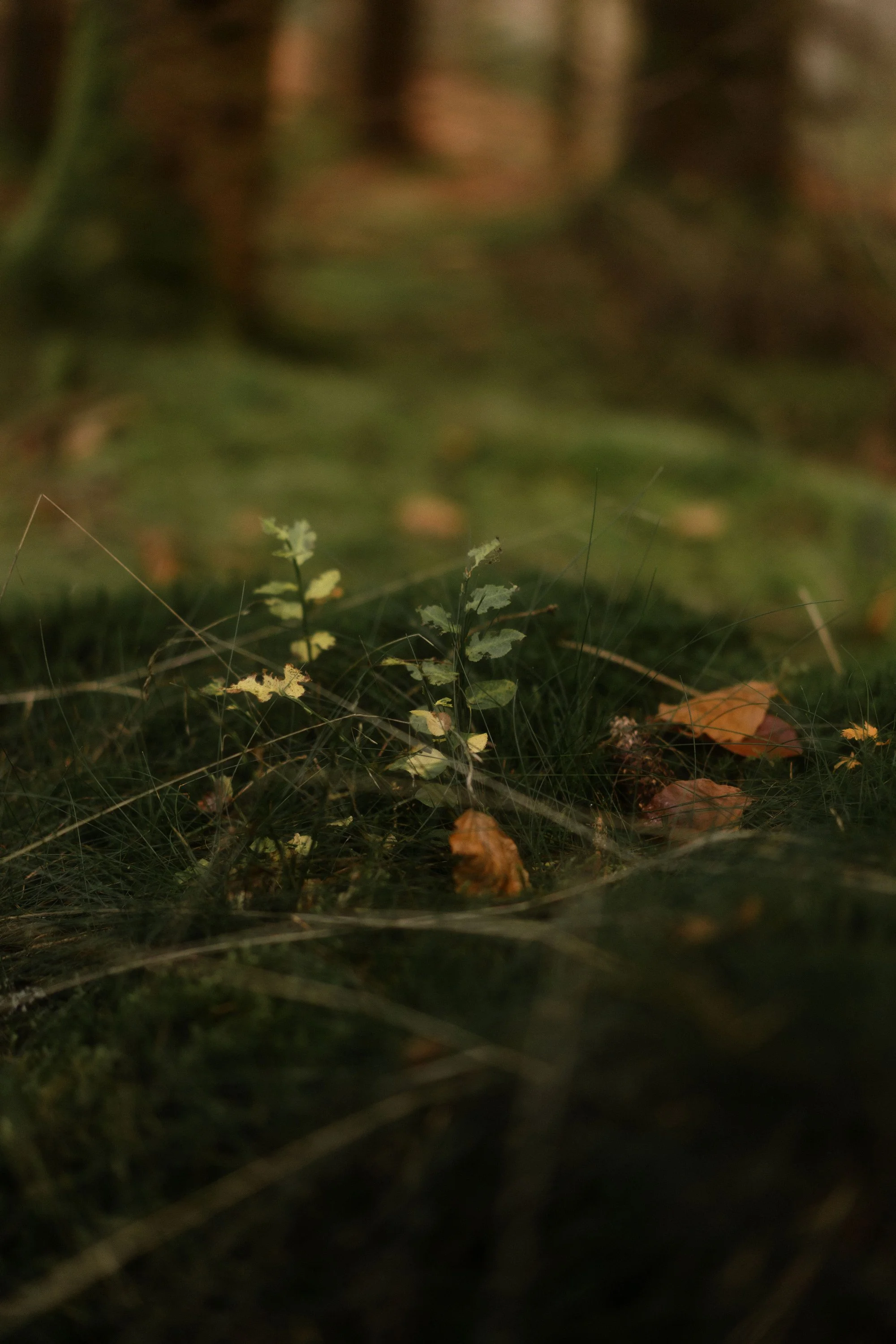 Une petite plante verte au sol dans une forêt, entourée de feuilles mortes et de petites branches.