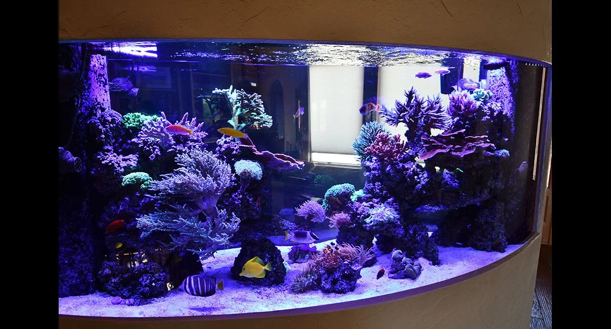 A large saltwater aquarium with colorful coral reefs and various tropical fish.