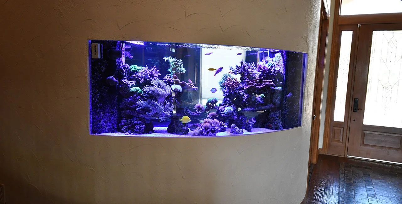 A built-in, curved saltwater aquarium with colorful coral and various small fish, embedded into a beige wall next to a wooden front door.