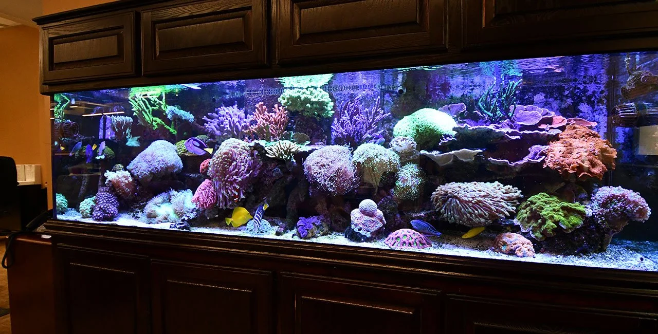 Large saltwater aquarium with colorful corals and various tropical fish inside a wooden cabinet.