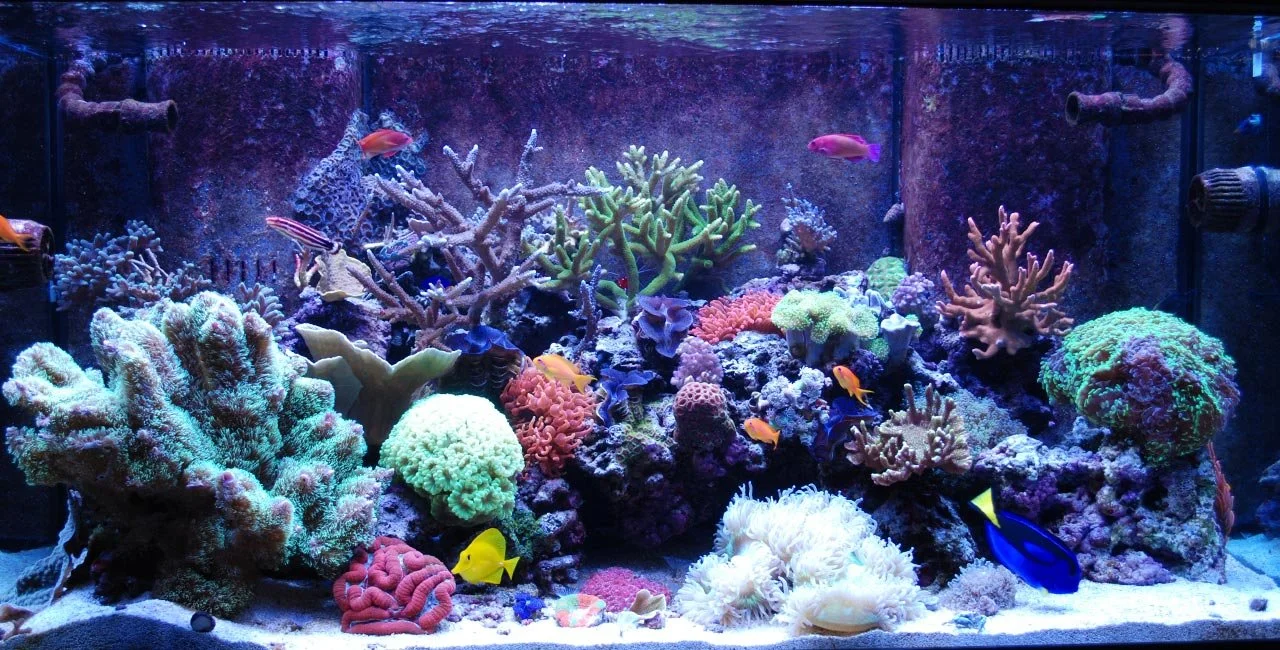 Colorful saltwater aquarium with various coral reef formations and different species of tropical fish.