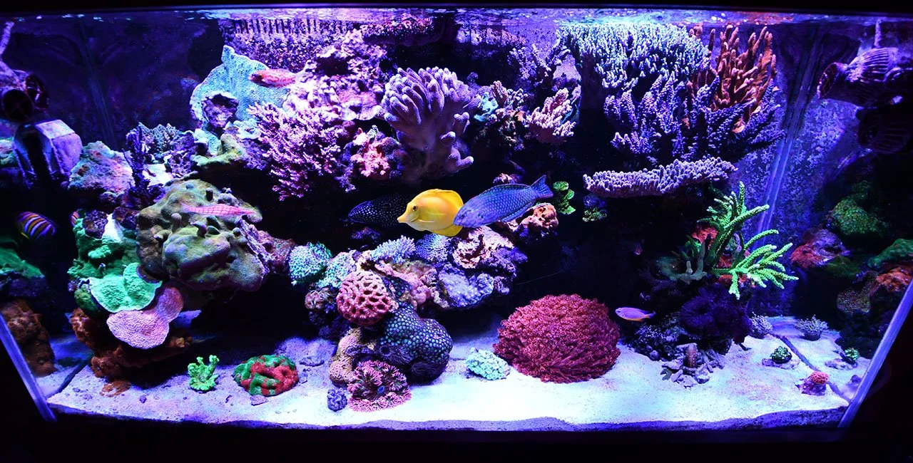 Colorful coral reef aquarium with various corals and tropical fish.