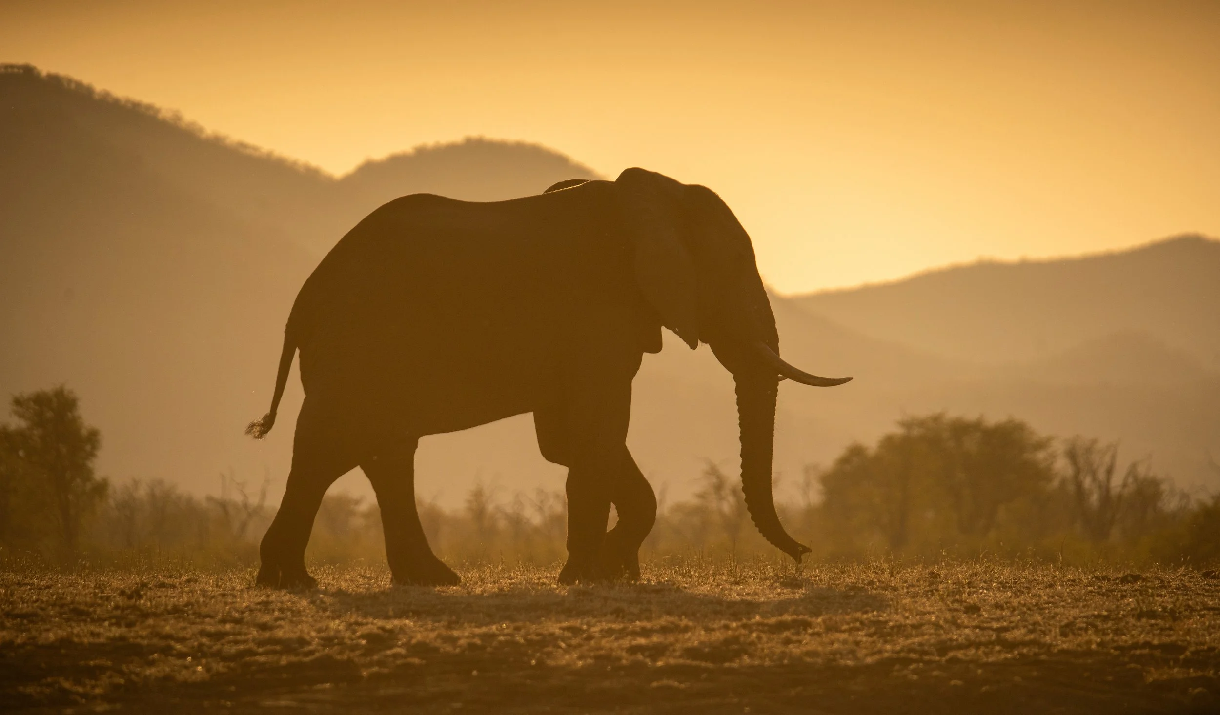 Wildlife & Nature
