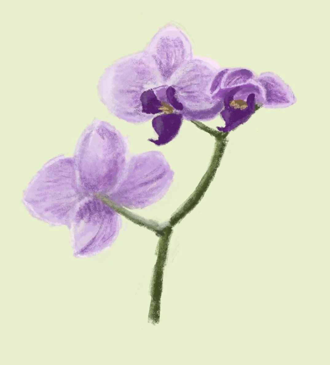orchid.jpeg