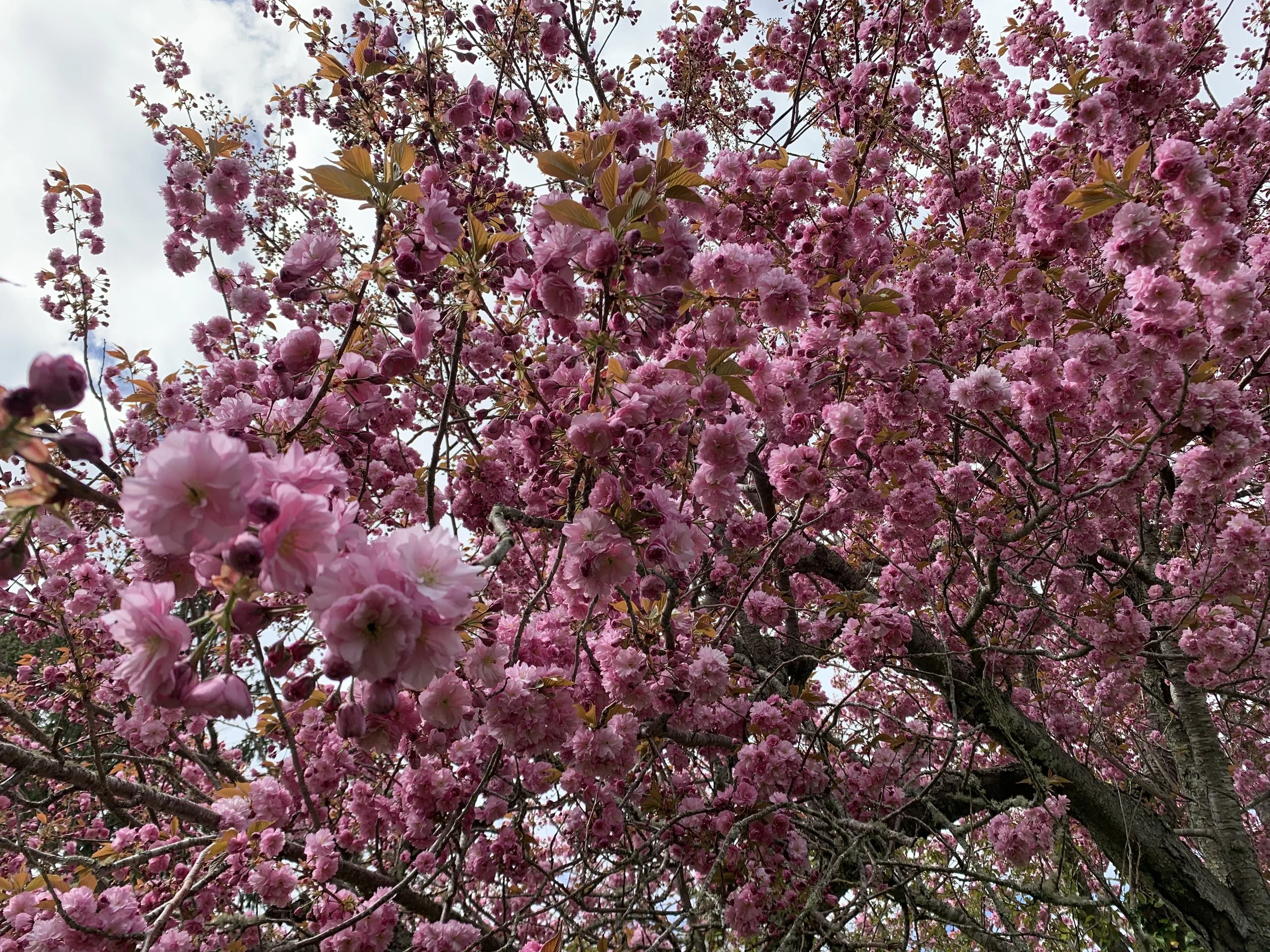 Pink cherry blossoms blooming on tree branches against a cloudy sky background.