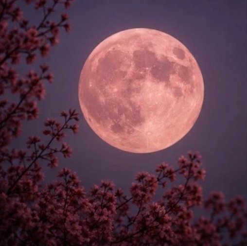 Full moon in the night sky with pink cherry blossom tree branches in the foreground.