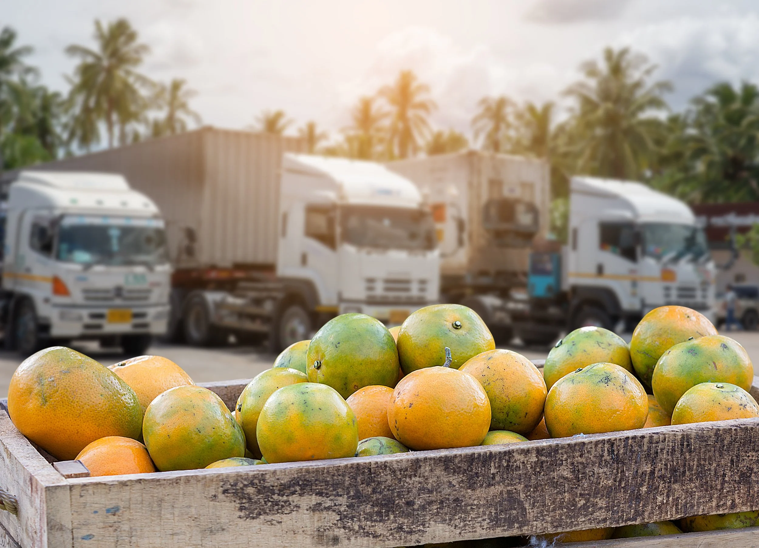 A wooden tray filled with fresh oranges and green mangoes in the foreground, with a background showing a street scene with trucks, trees, and cloudy sky. Temperature controlled trucking. Reefer containers. Genset provision.