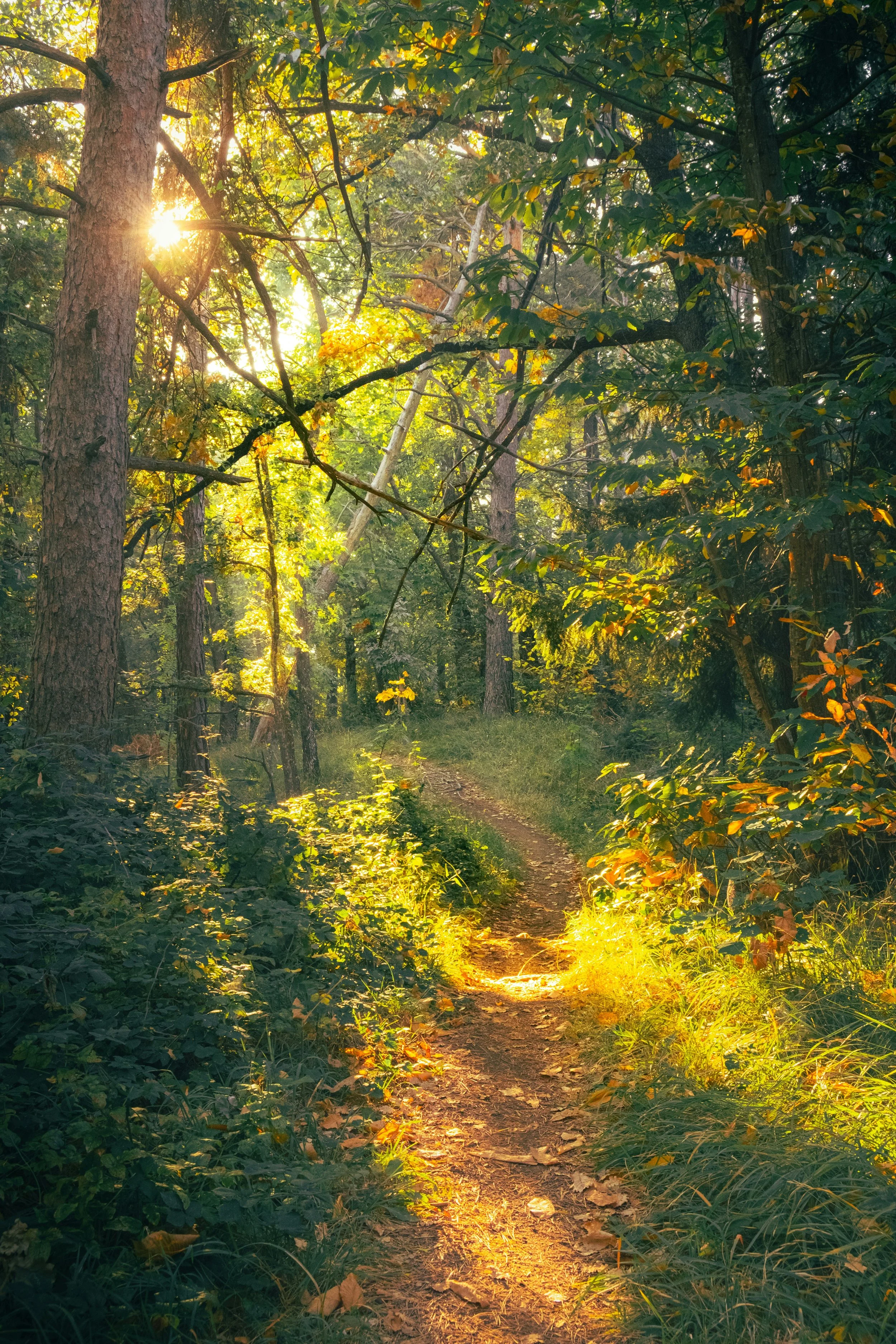 Sunlight shining through trees onto a forest path.