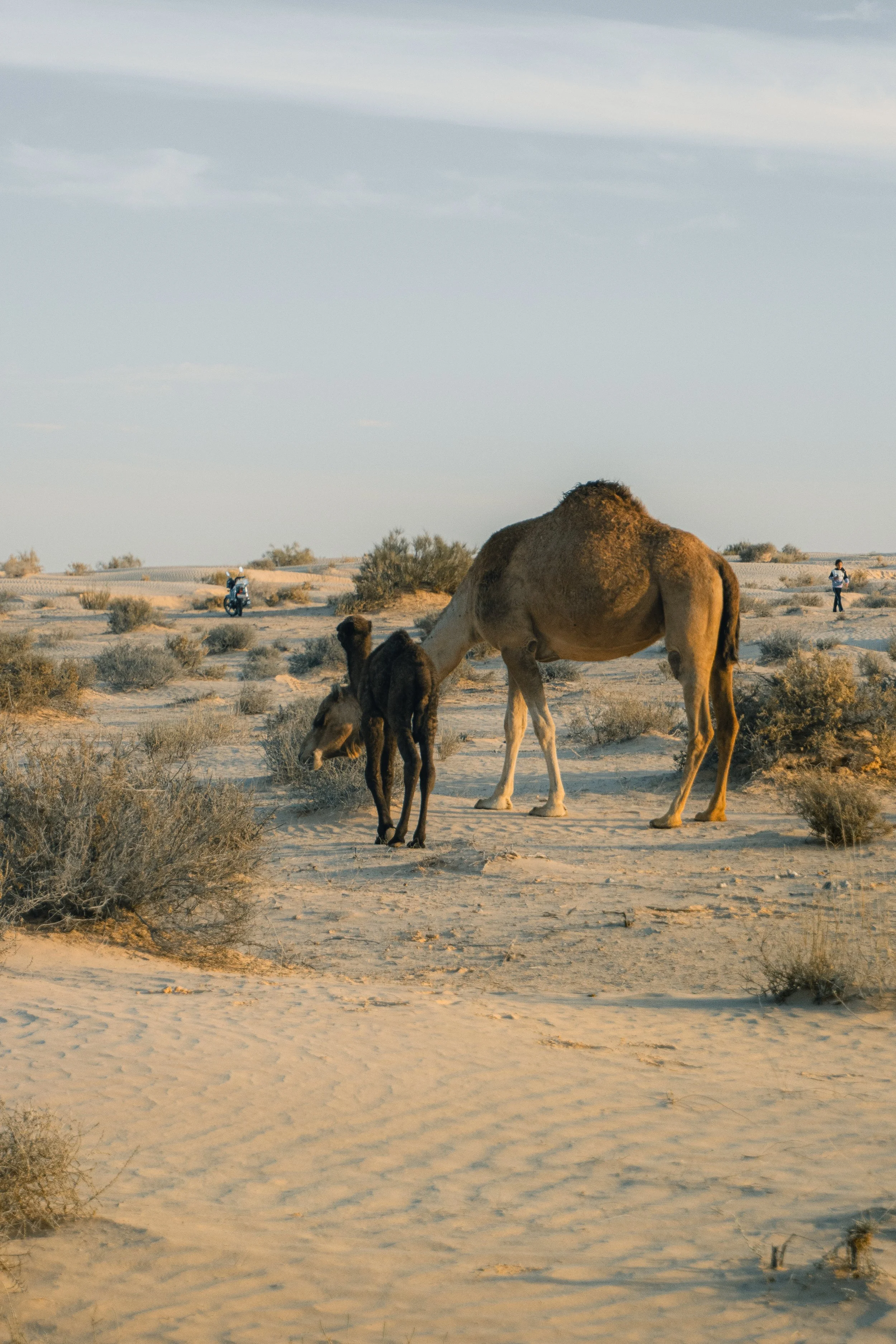A desert scene with a camel and its foal grazing on sparse bushes, a motorcycle, and a person in the distance, with a cloudy sky overhead.