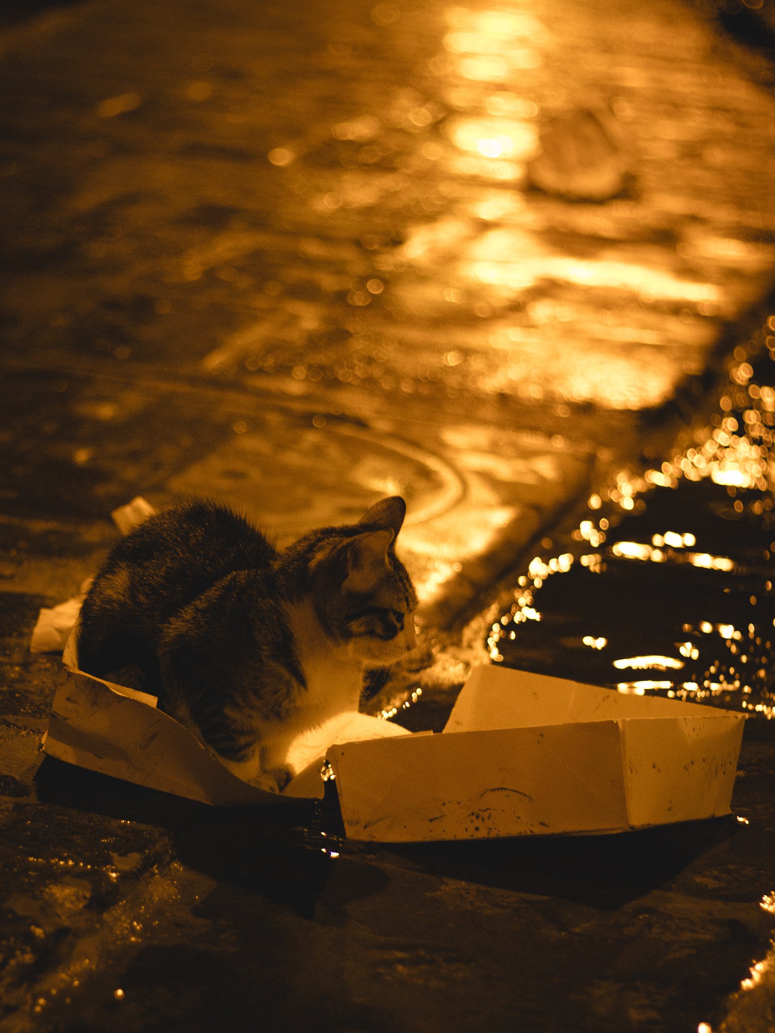 A cat inside a cardboard box on a wet surface at night, with reflections of orange lights on the water.