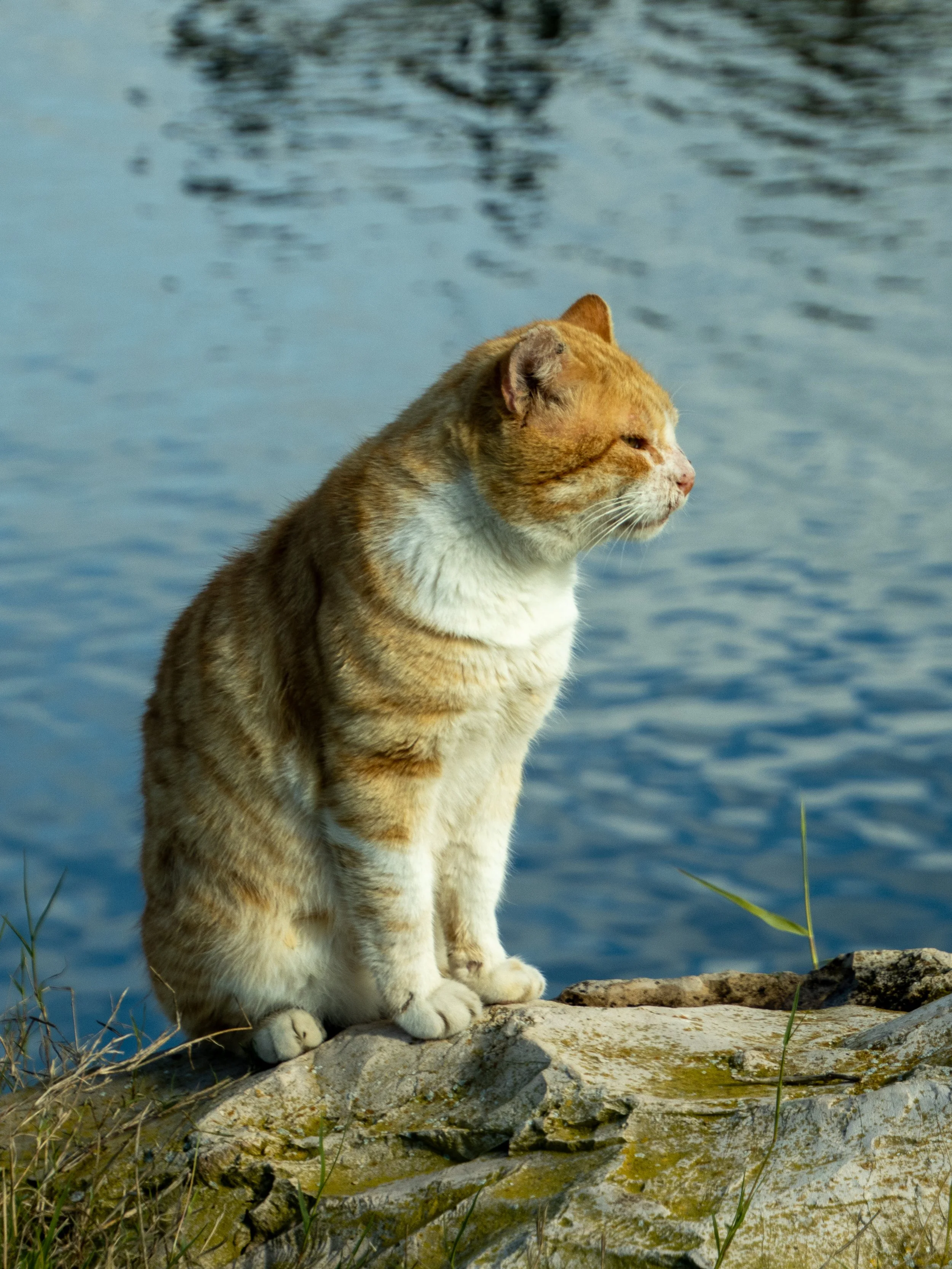 A ginger and white cat sitting on rocks near a body of water, gazing into the distance.