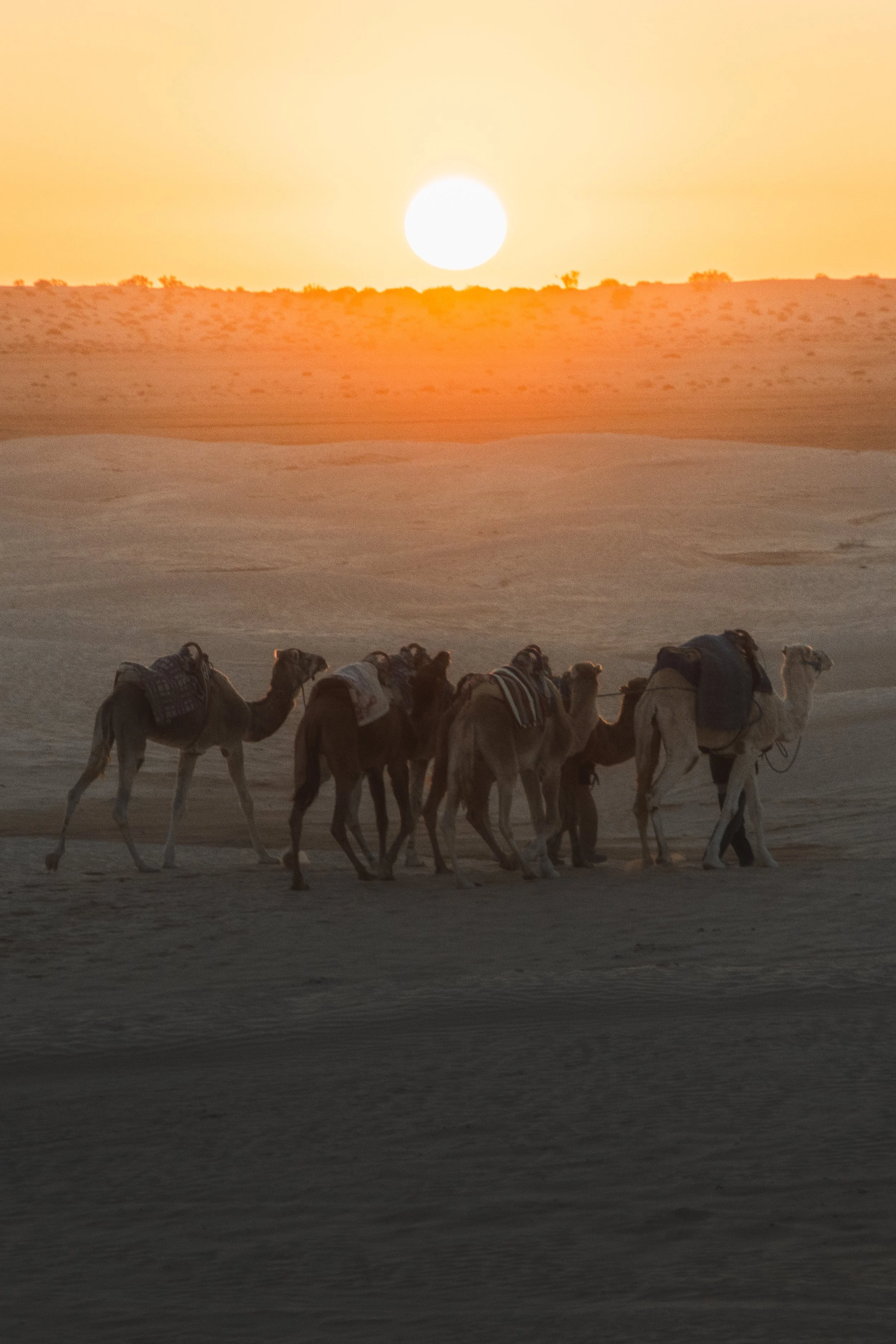 Group of camels walking across a desert at sunset with sand dunes in the background.