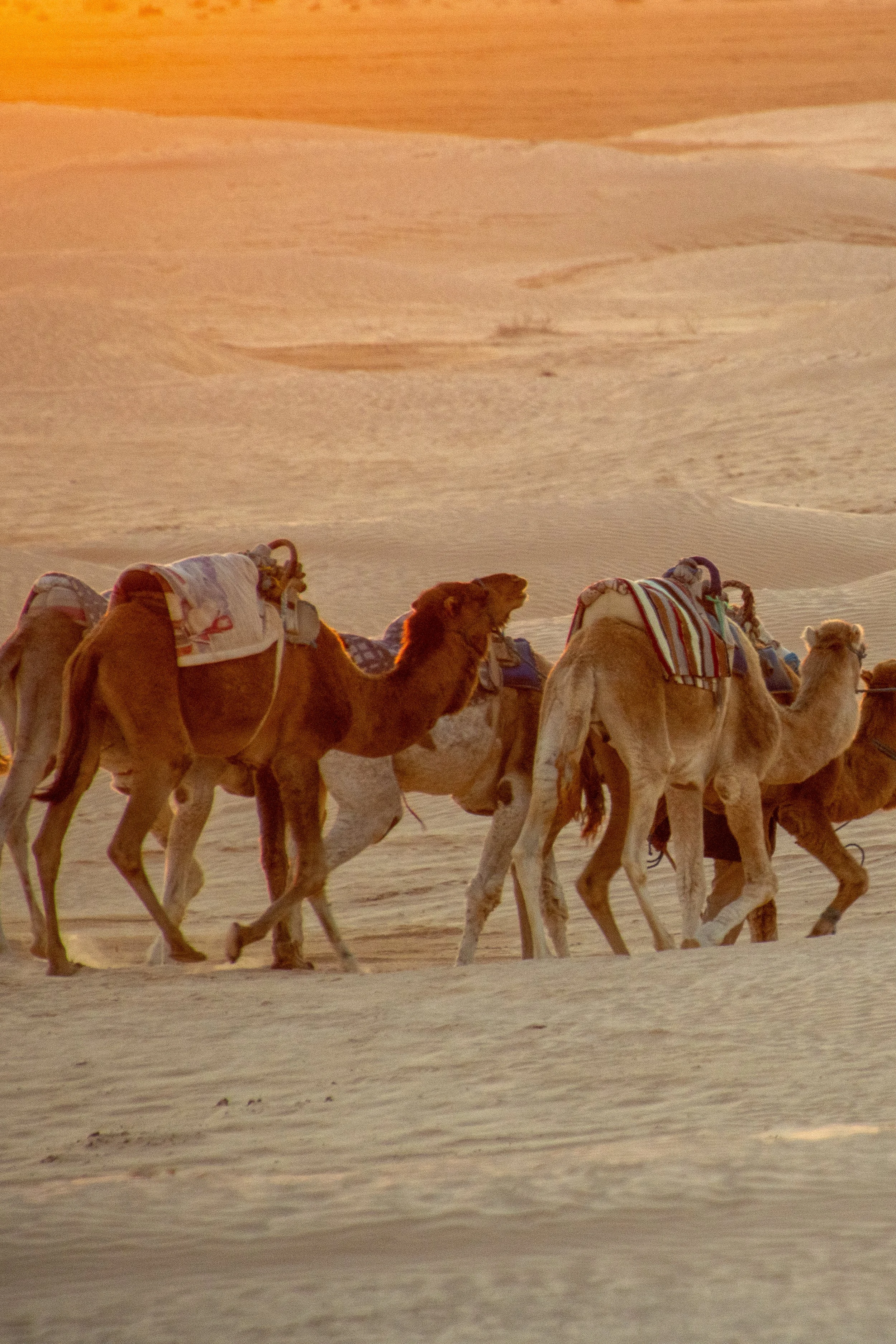 Camel caravan walking across the desert at sunset.