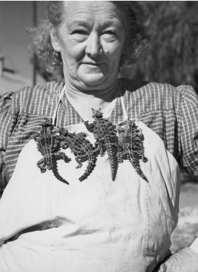 An elderly woman with curly hair wearing a plaid dress and an apron with a bunch of dandelion leaves on it.