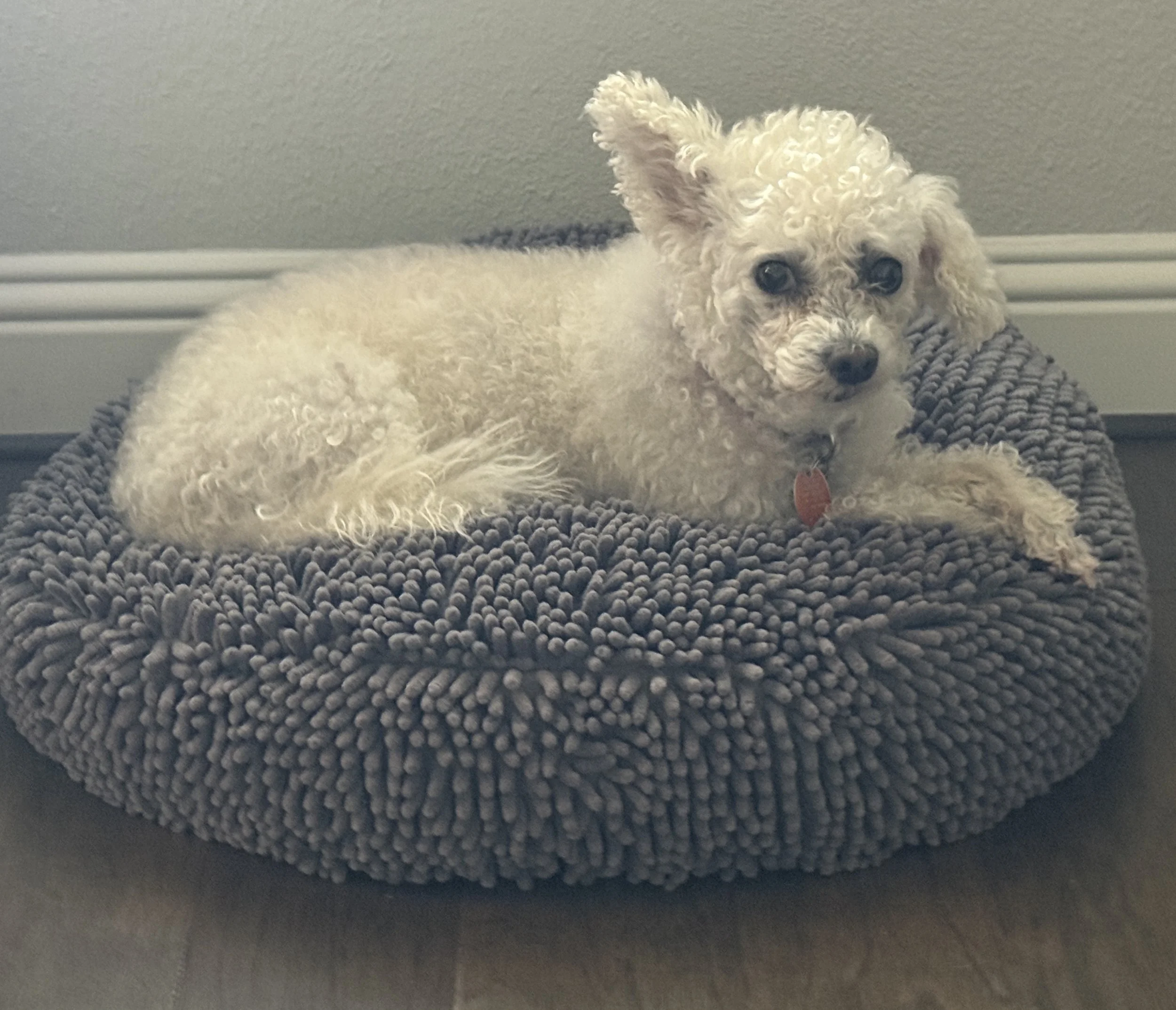 Dog in bed