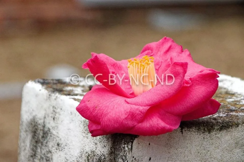 Vissi d’arte: A Flower on Stone and the Stubbornness of Beauty