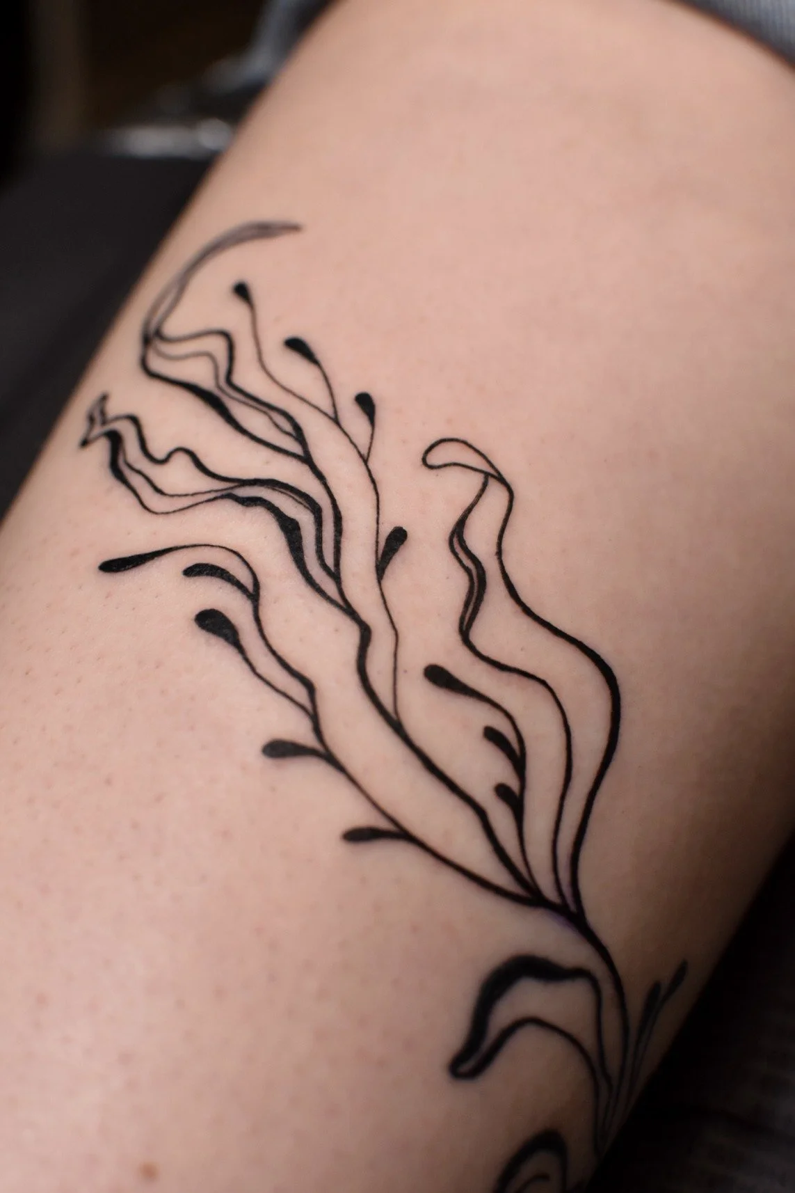 kelpcloseup.JPG