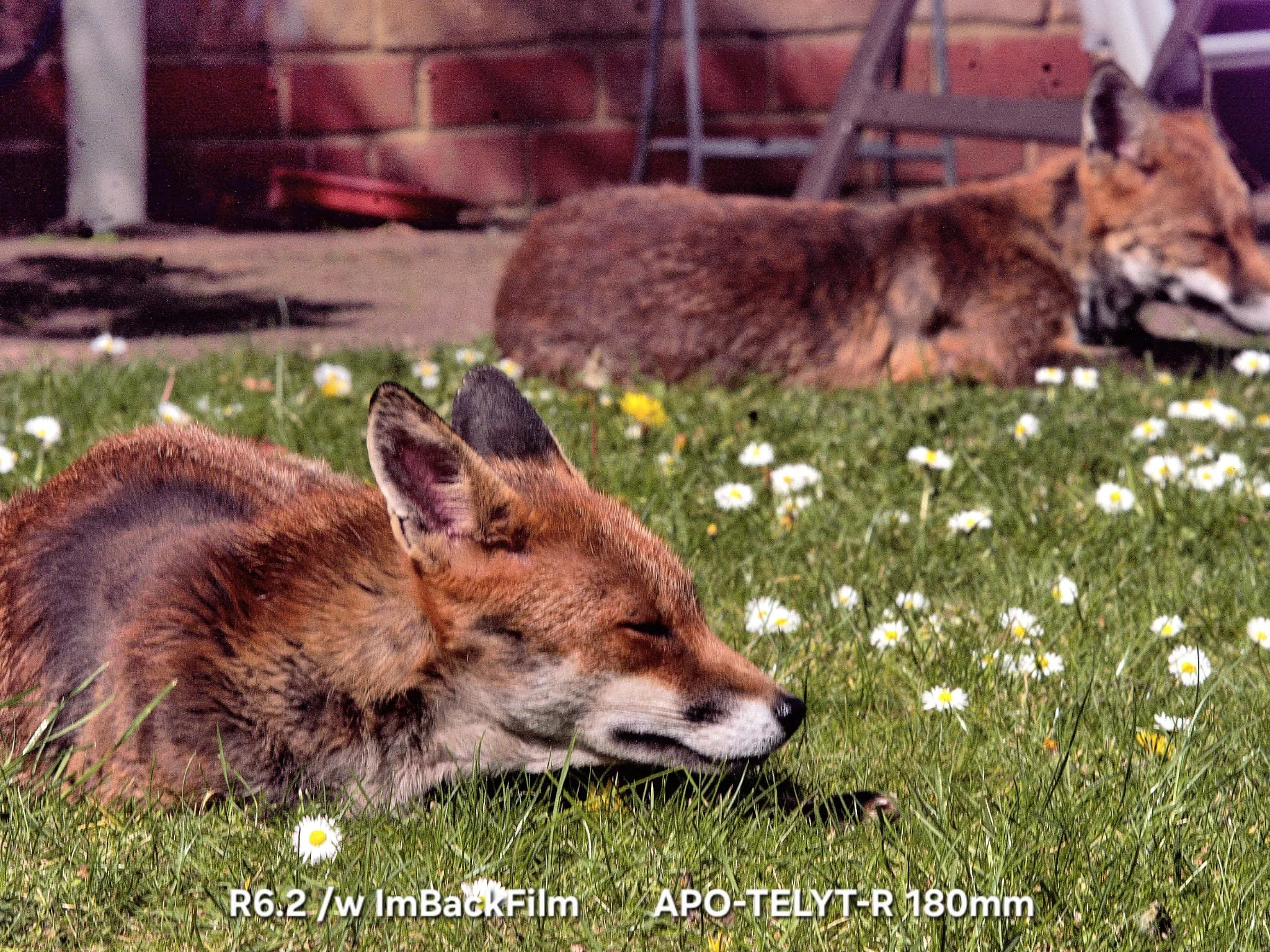 Foxes_ImBackFilm_05.jpeg