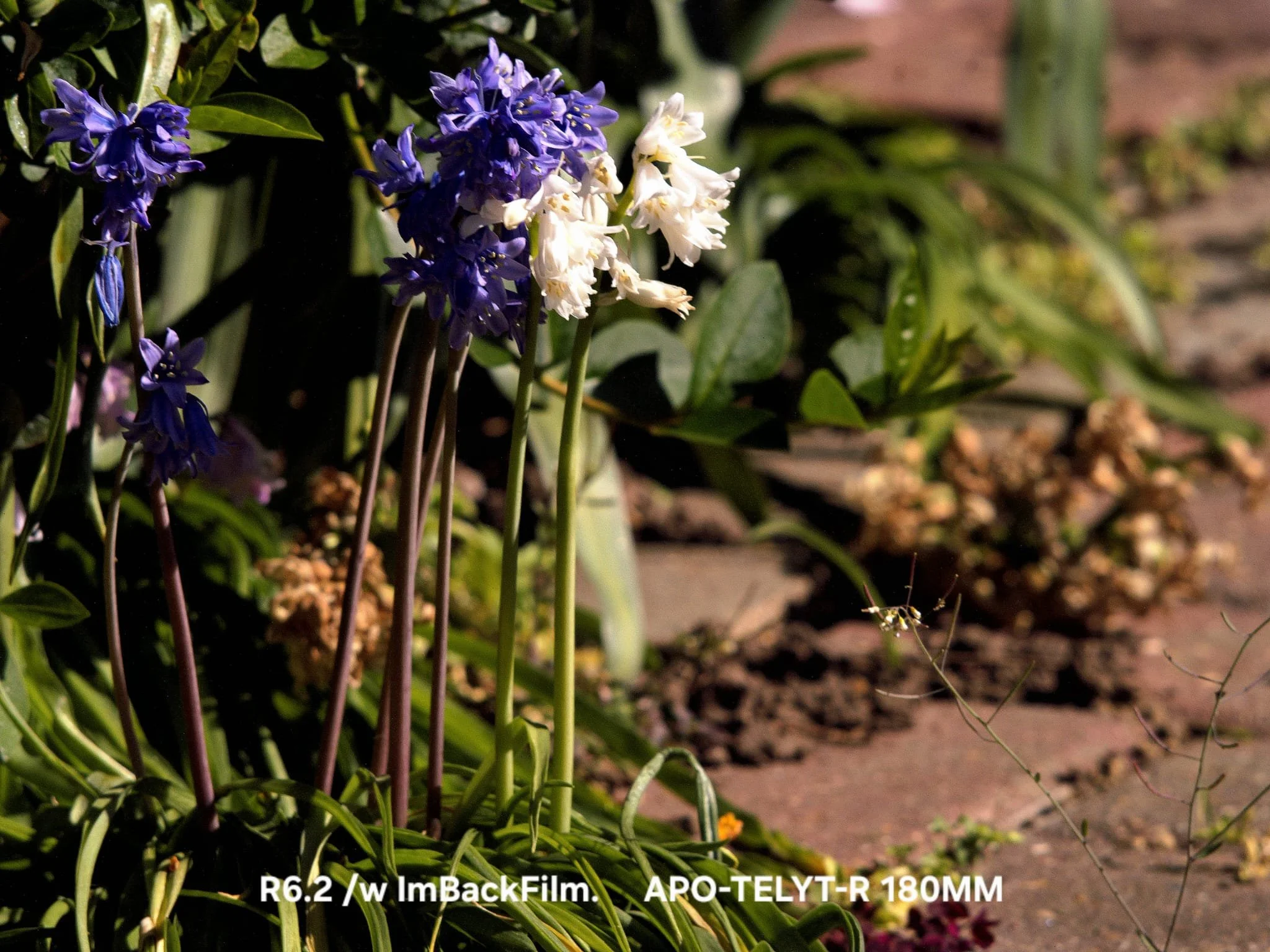 Gardening_ImBackFilm_49.jpeg