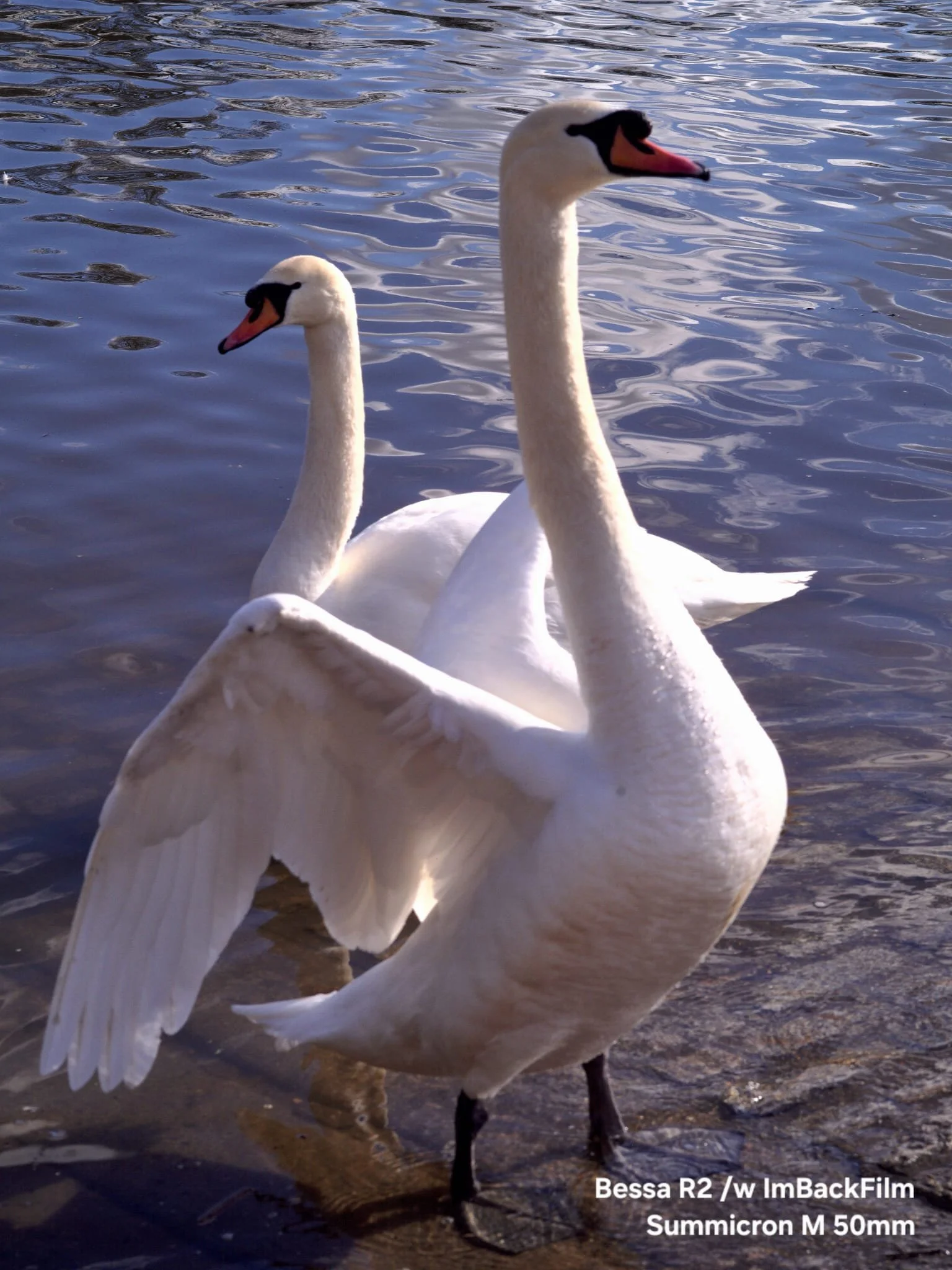 Swans_ImBackFilm_03.jpeg