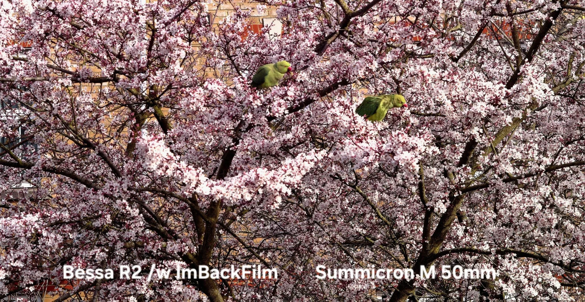 Gardening_ImBackFilm_37.jpeg