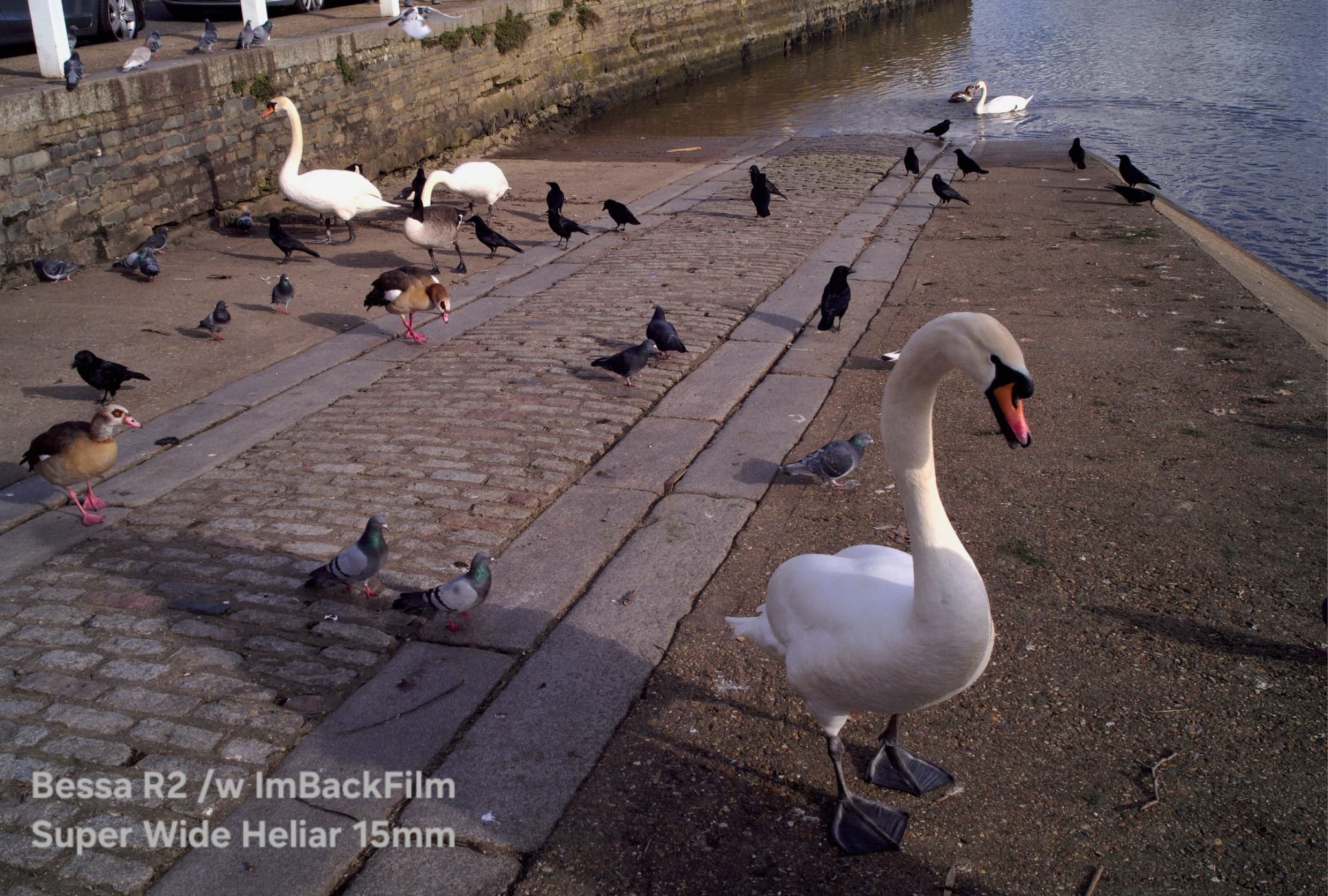 Swans_ImBackFilm_02.jpeg