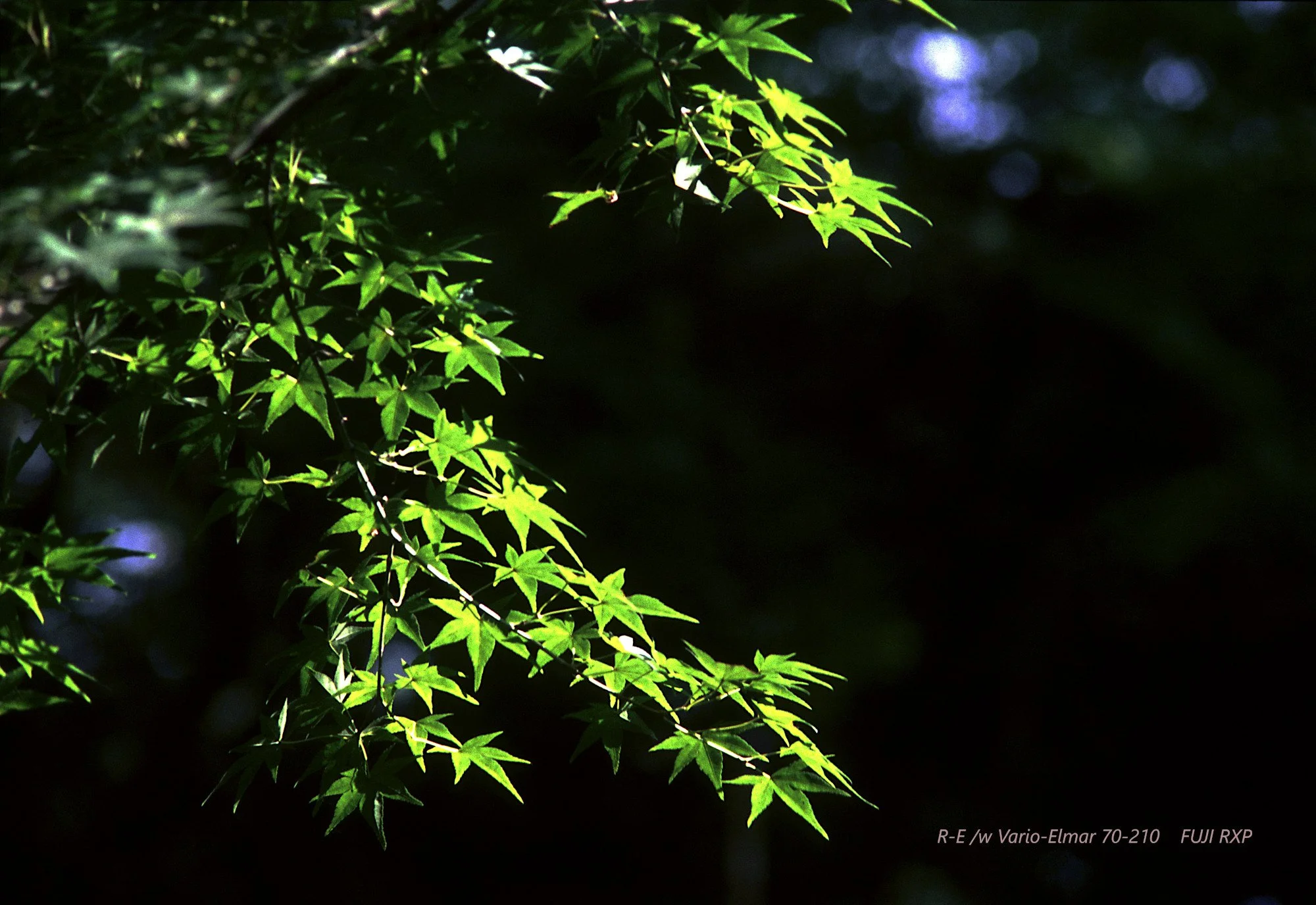 18_Kinkaku-ji_leaves.jpg