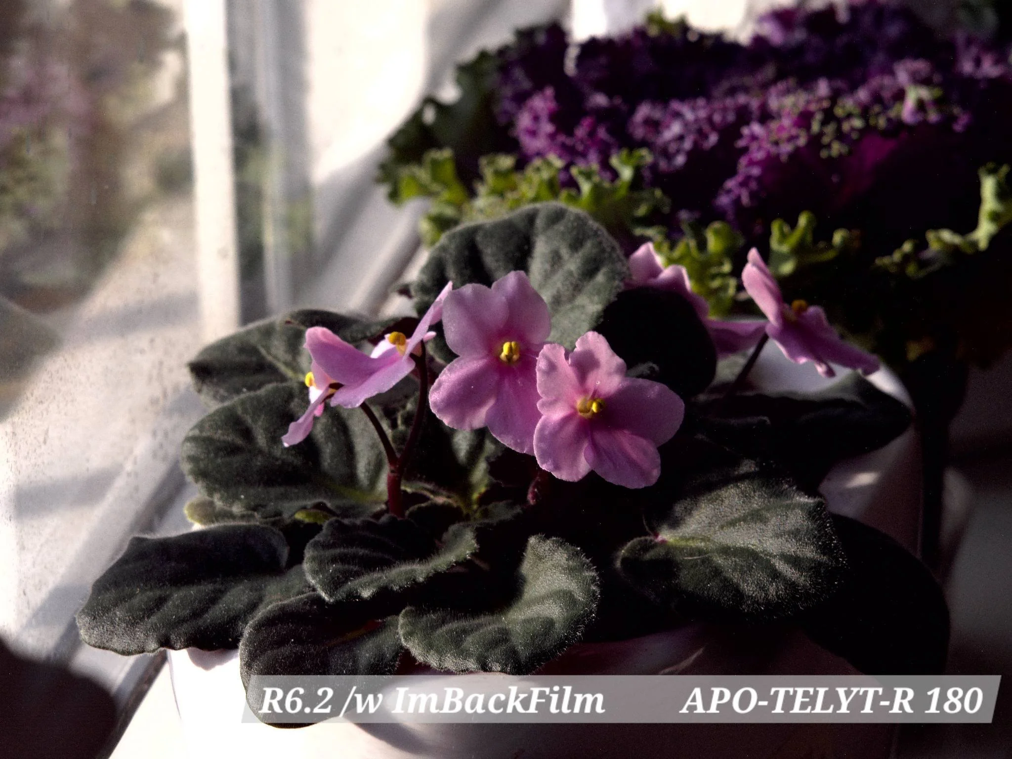 Gardening_ImBackFilm_07.jpg