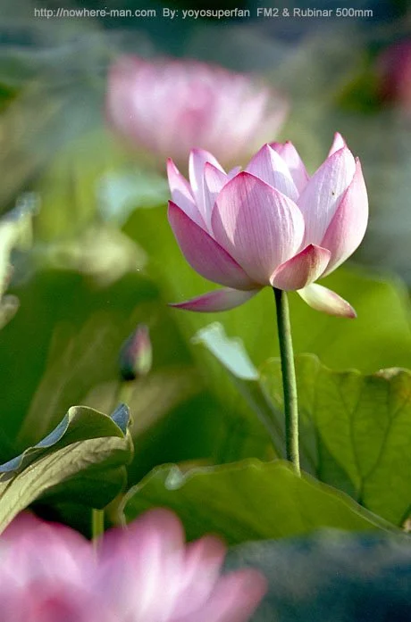 Hong Kong_lotus2004_01.jpg