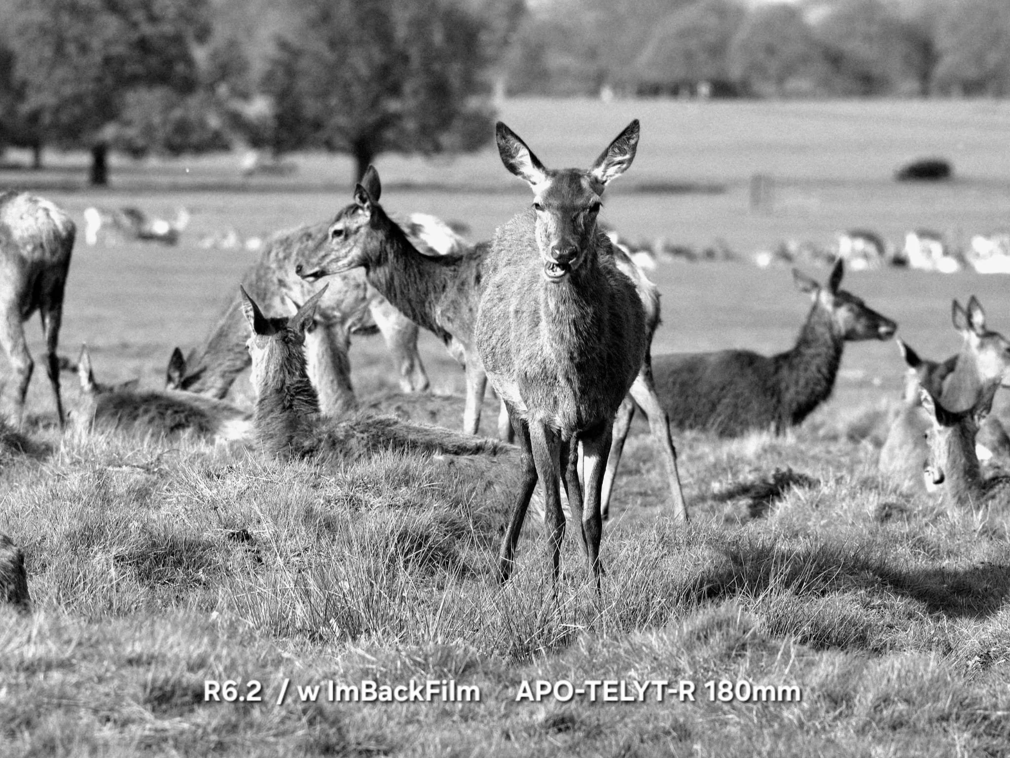 Deers_ImBackFilm_11.jpeg