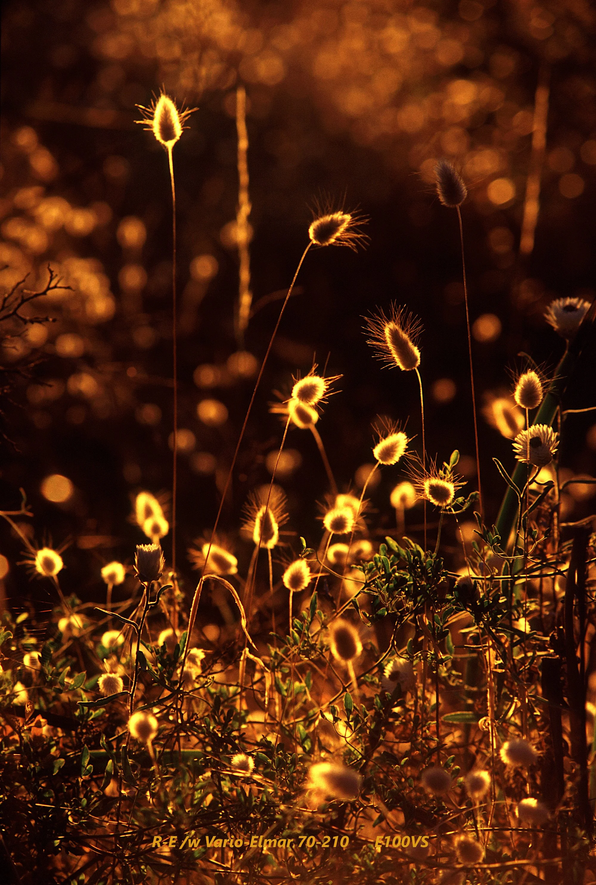 32_Beacon Hill_Robe_grass.jpg
