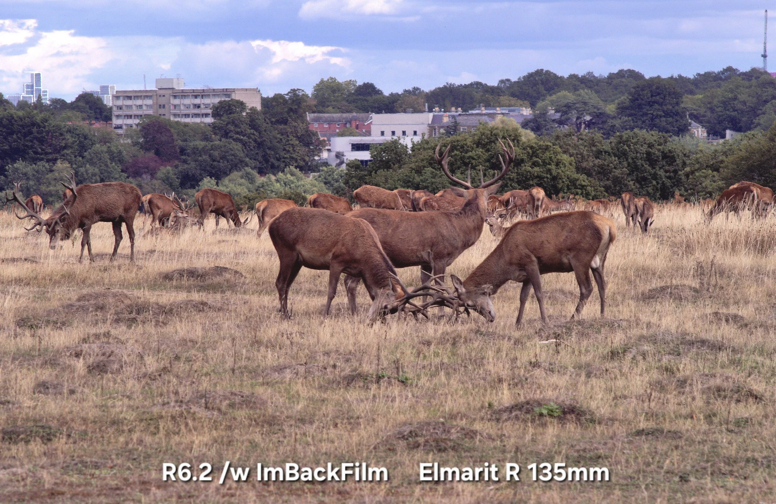 Deers_Sep2026_05.jpg