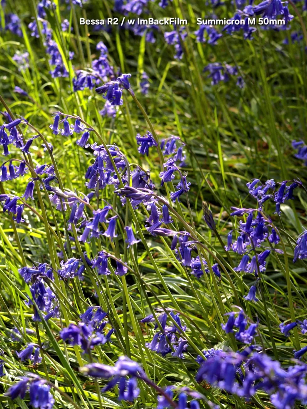 Isabella_Plantation_ImBackFilm_06.jpeg