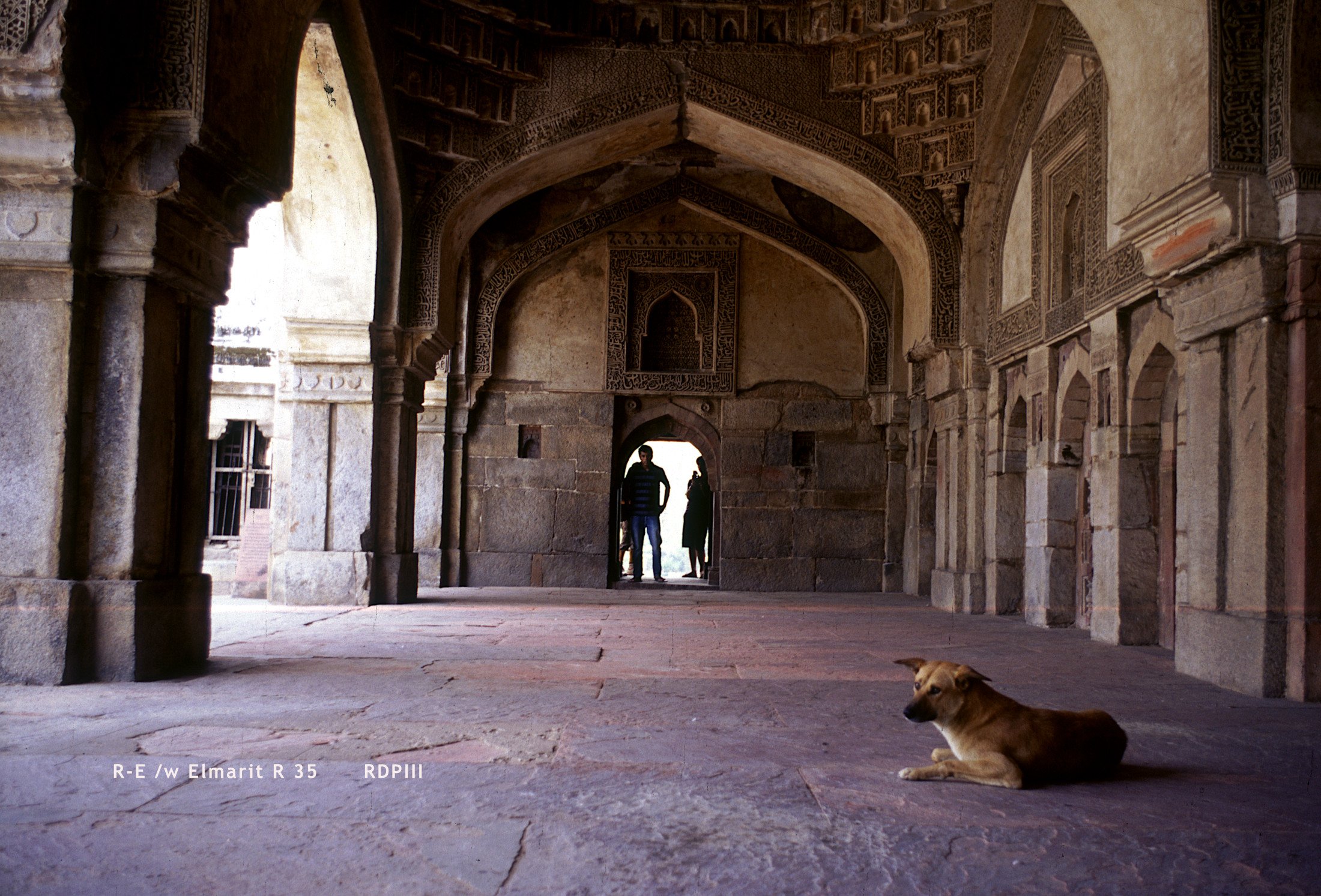 New Delhi_08_dog.jpg