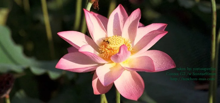 Lotus03.jpg
