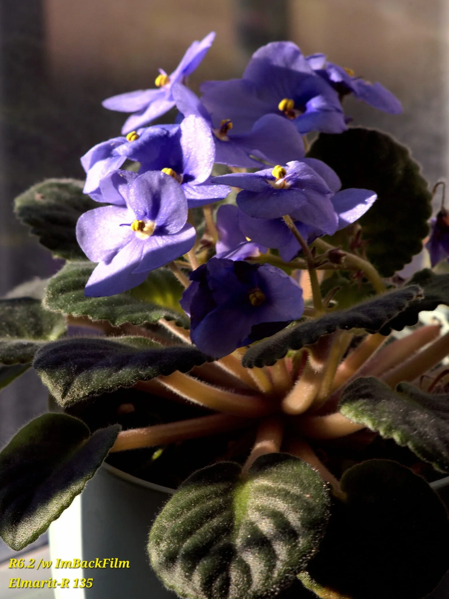 Gardening_ImBackFilm_17.jpeg