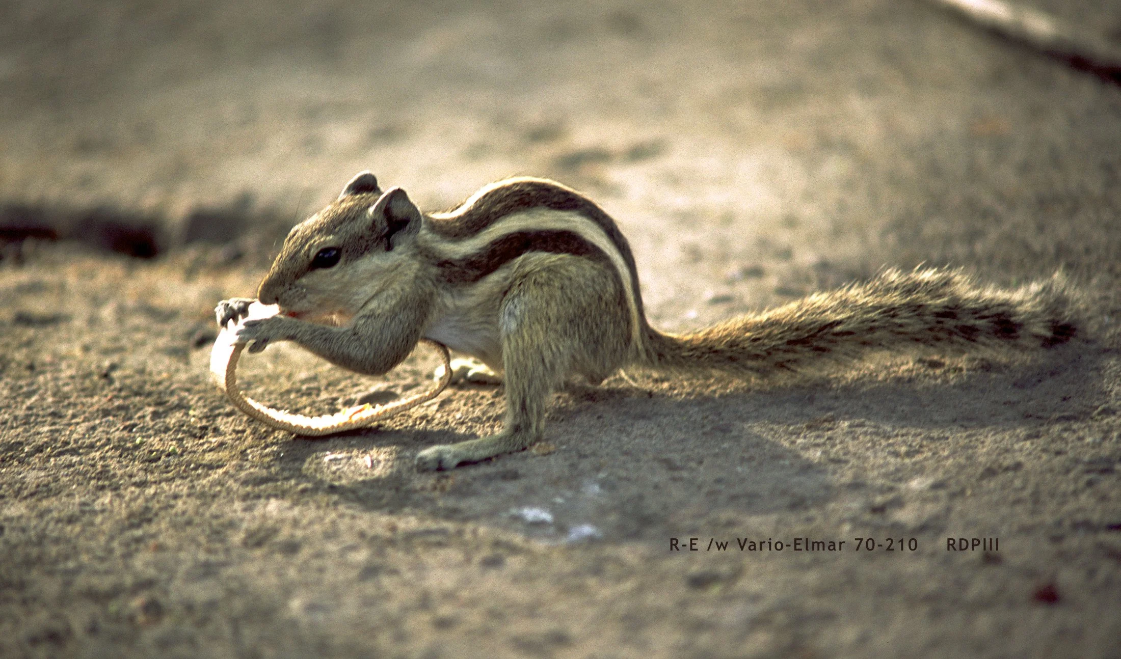 New Delhi_Qutb Minar_02_squirrel.jpg