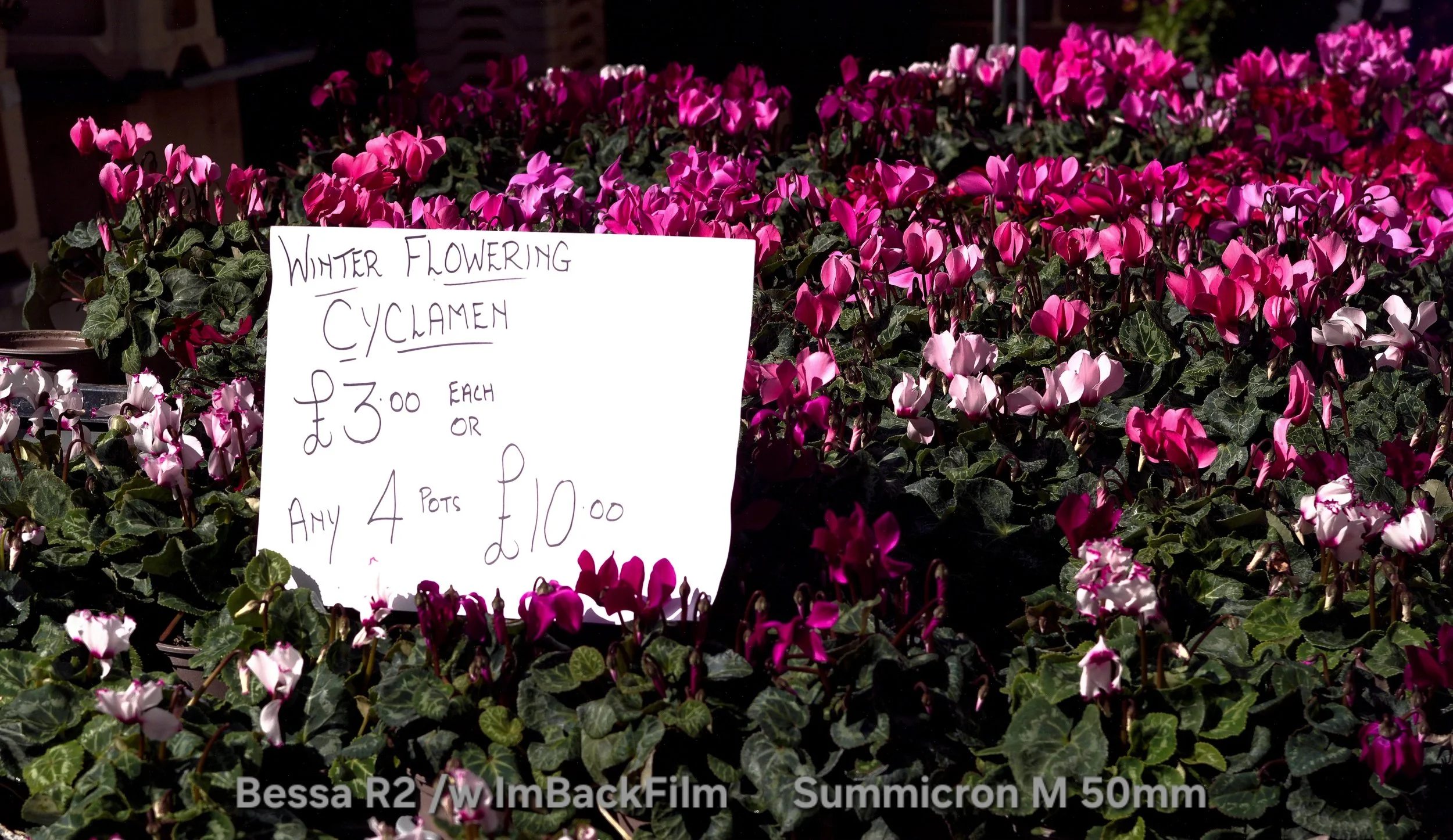 Chiswick_Flower_Market_September_03.jpg