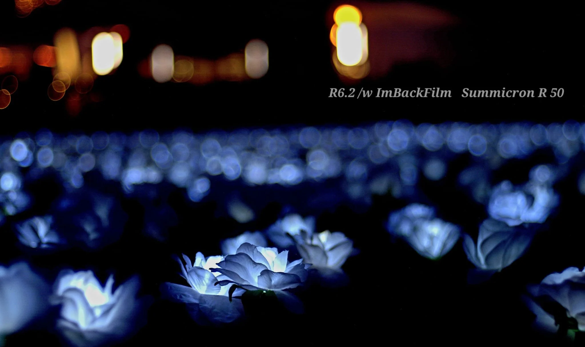 EverAfterGarden_ImBackFilm_02.jpeg