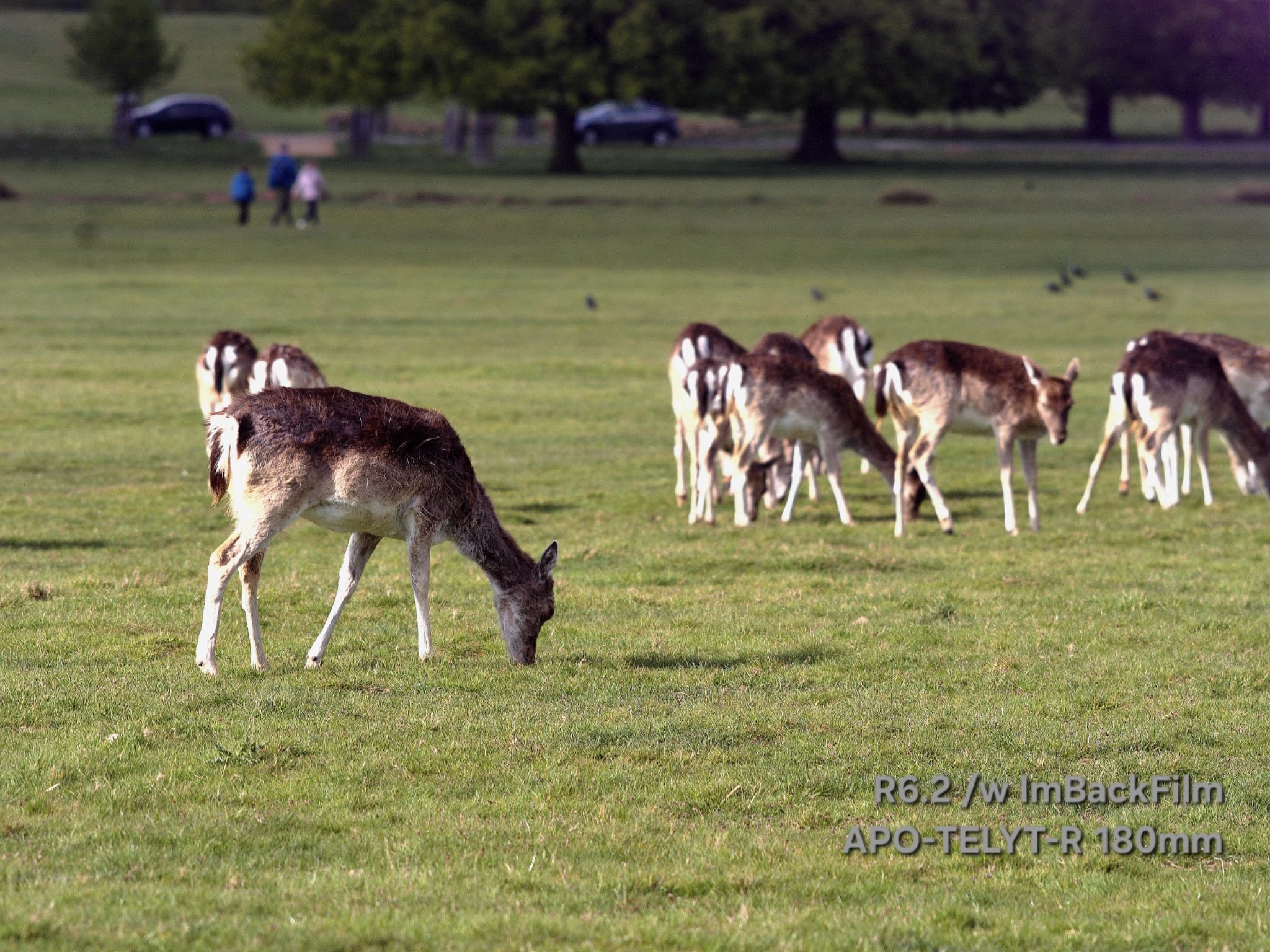 Deers_ImBackFilm_13.jpeg