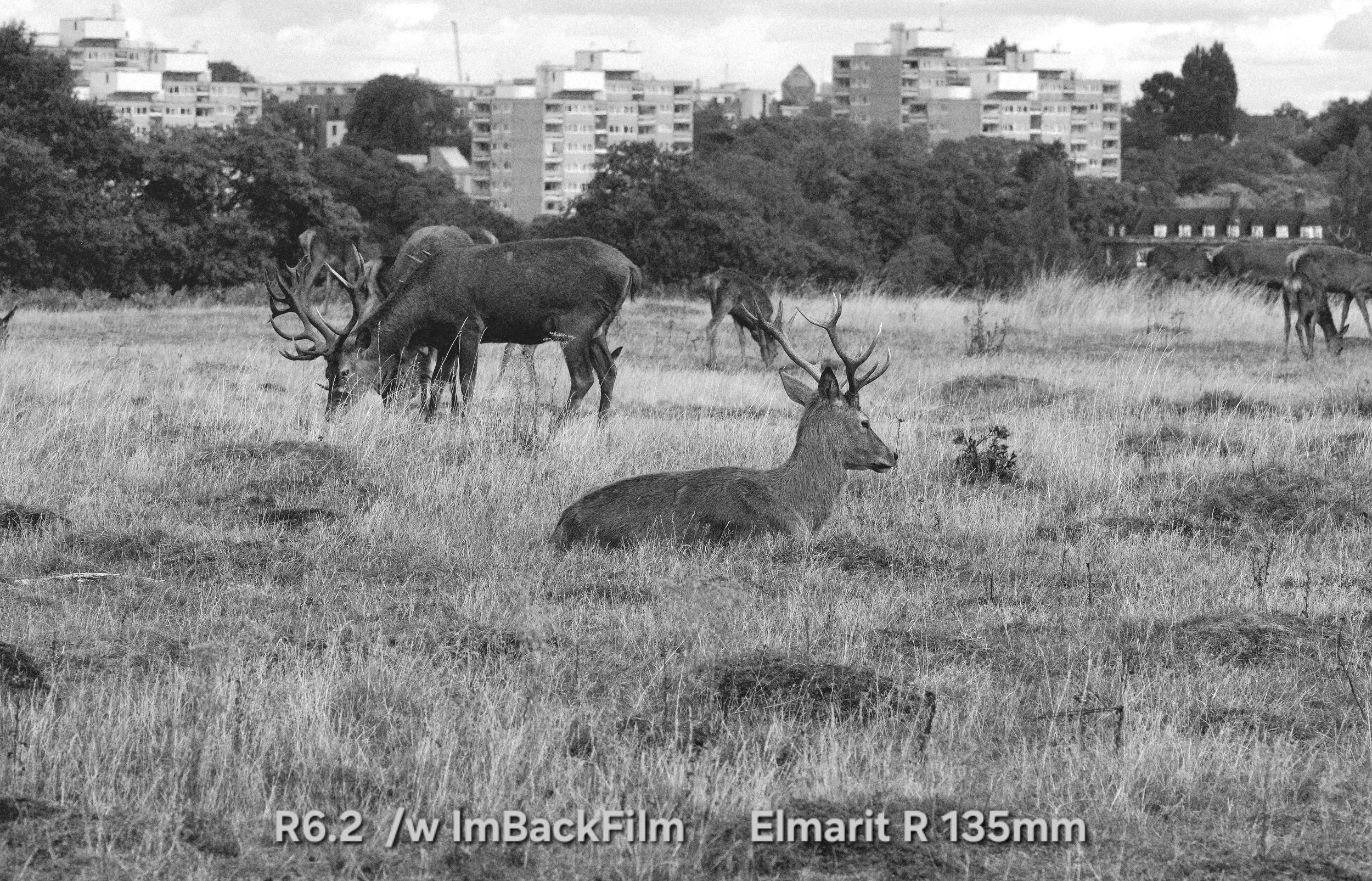 Deers_Sep2026_06_BW.jpg