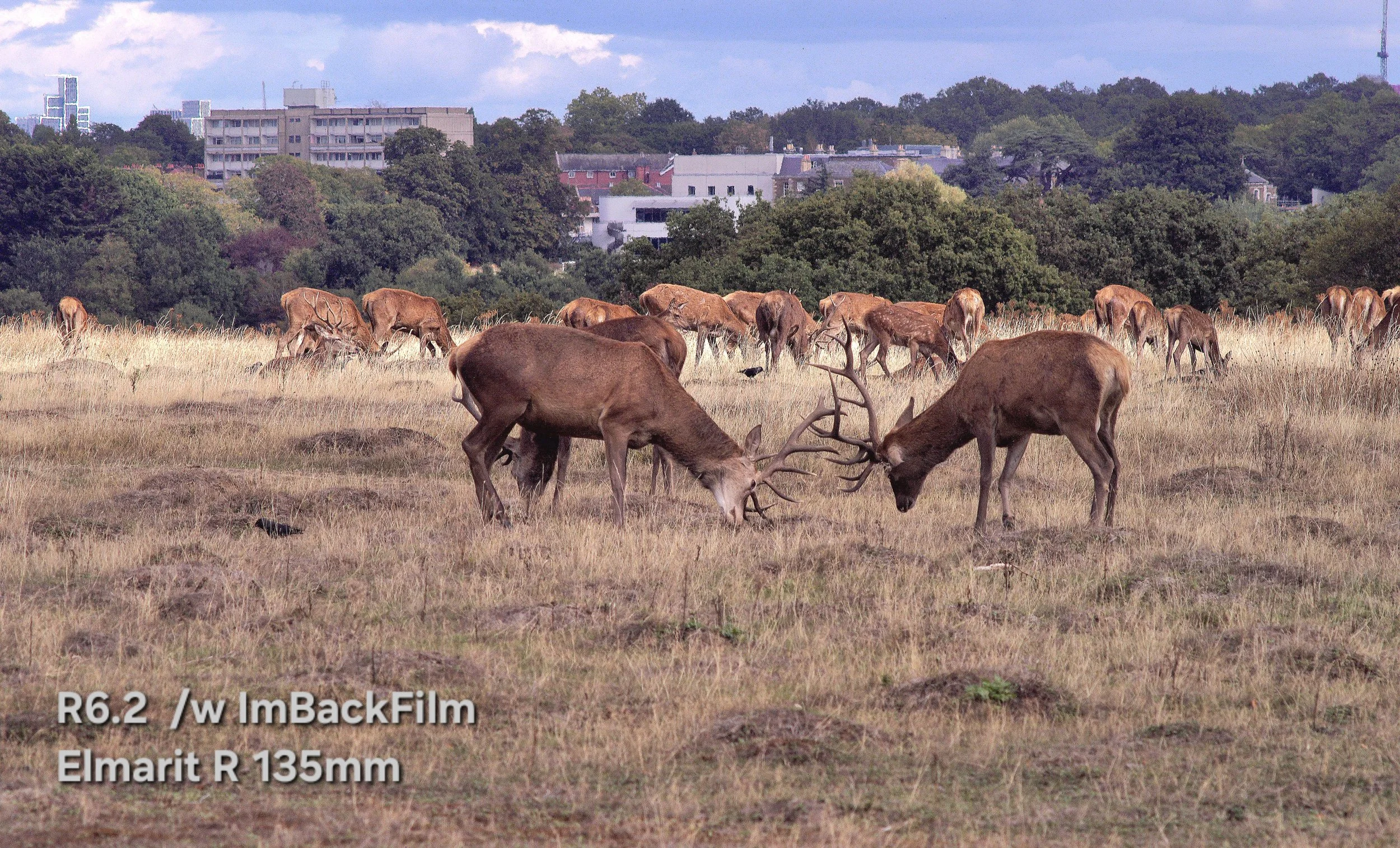 Deers_Sep2026_04.jpg
