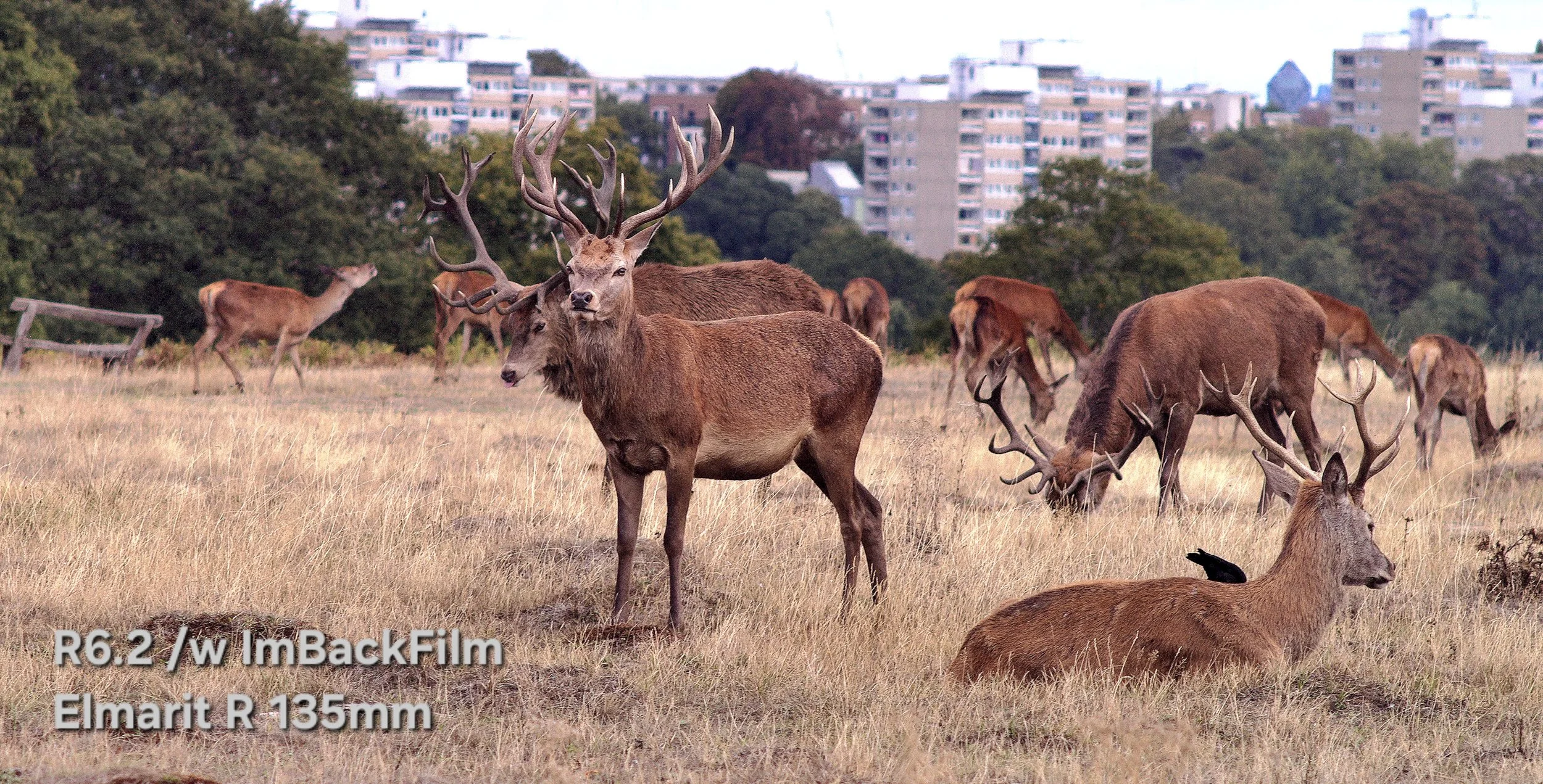 Deers_Sep2026_07.jpg