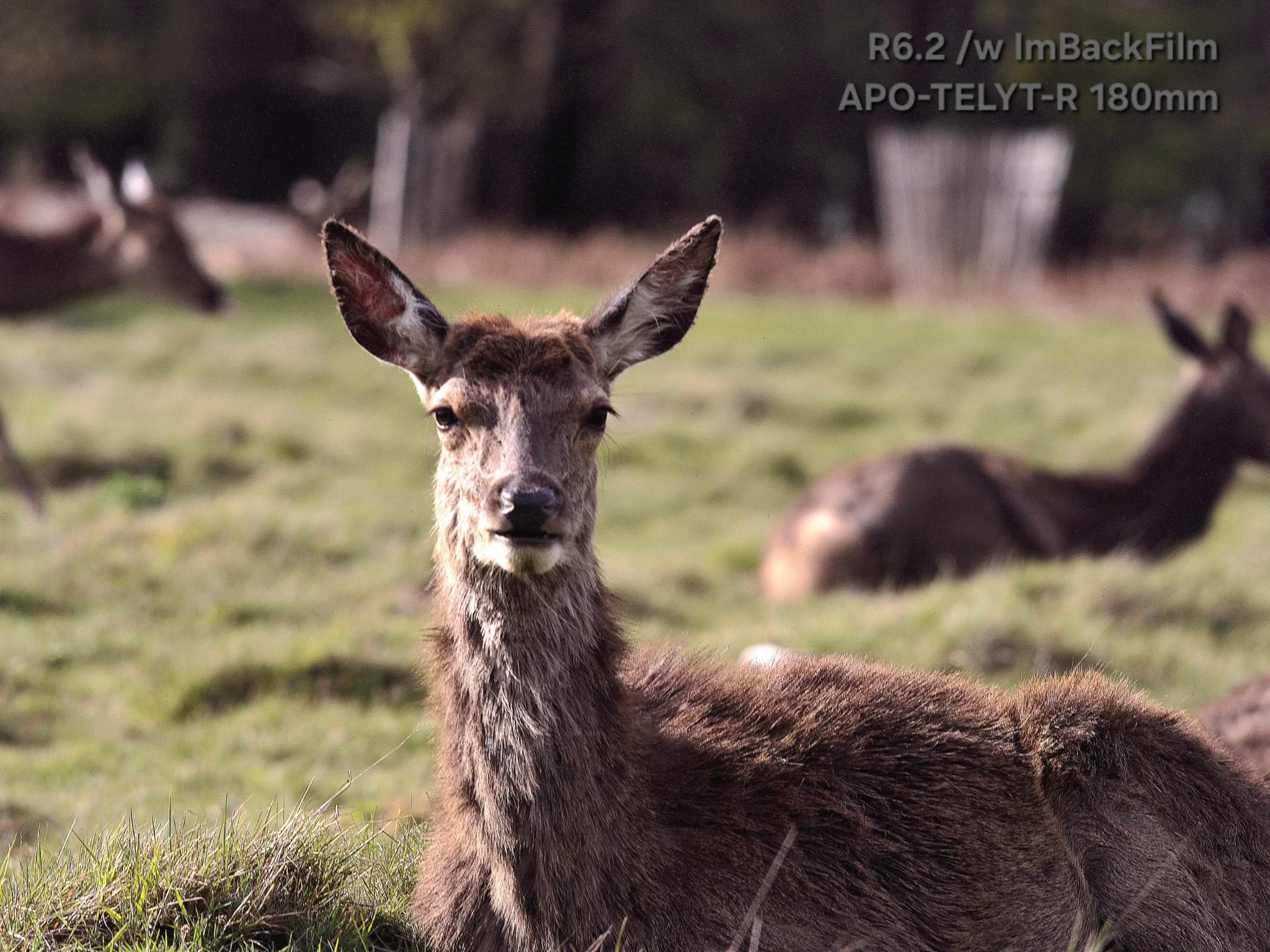 Deers_ImBackFilm_09.jpeg
