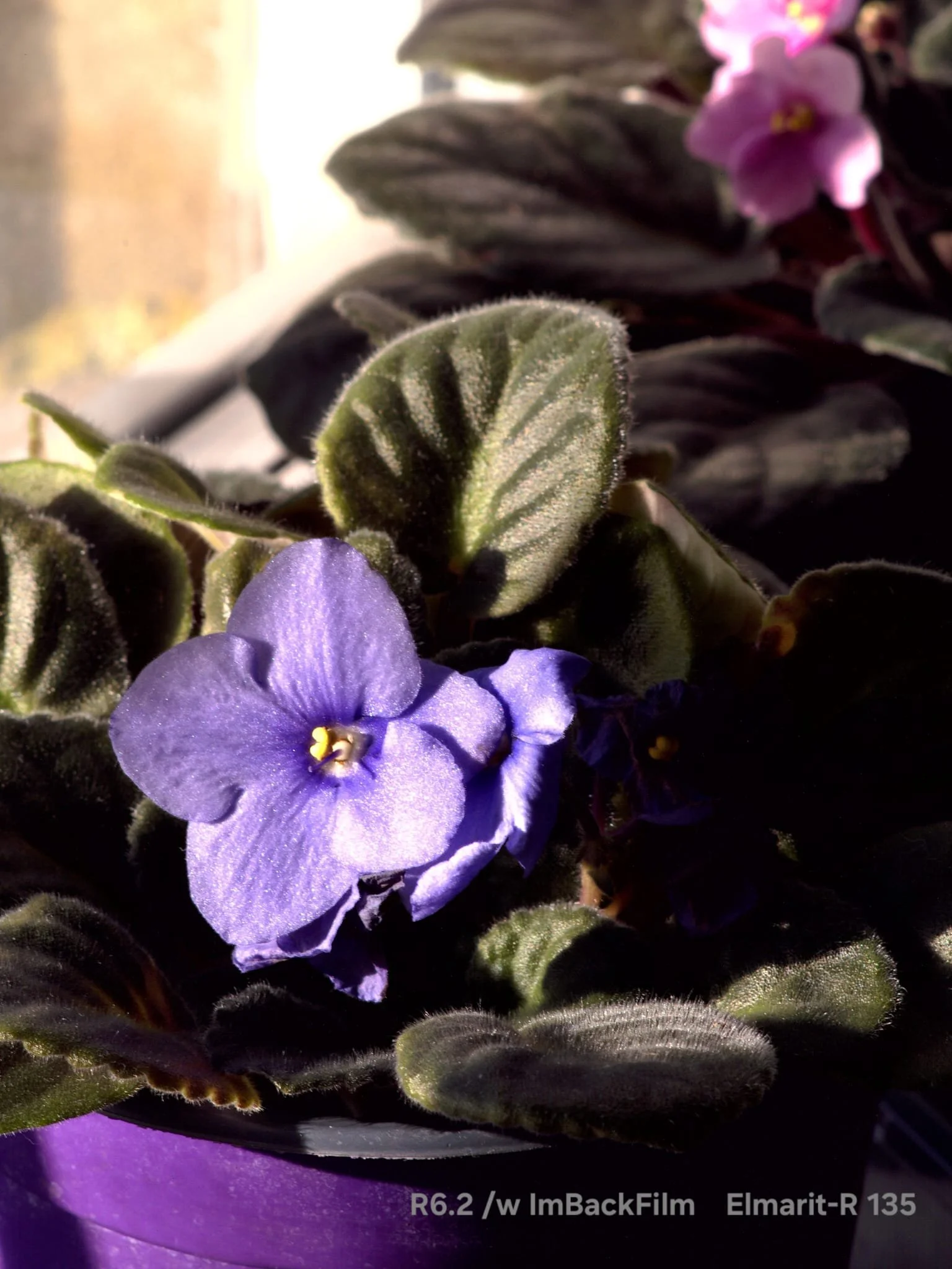 Gardening_ImBackFilm_23.jpeg
